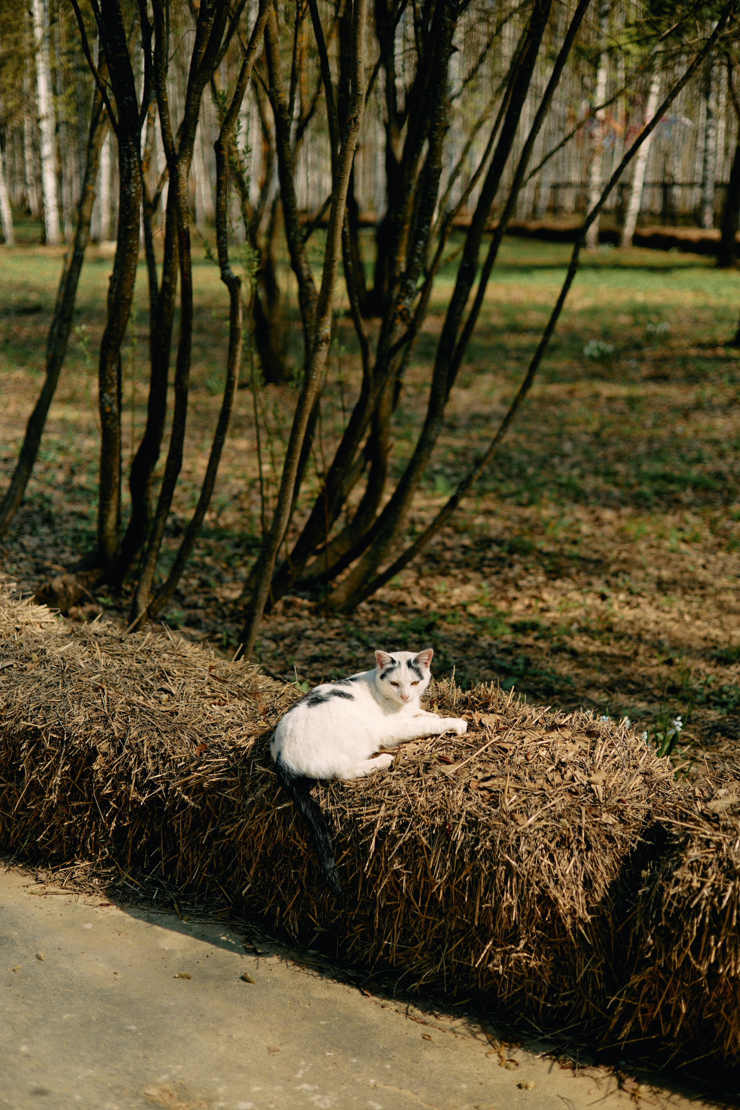 Бутик-отель Поле летом. Профессиональный Фотограф во Владимире, в Москве и в Суздале — Полина Романычева