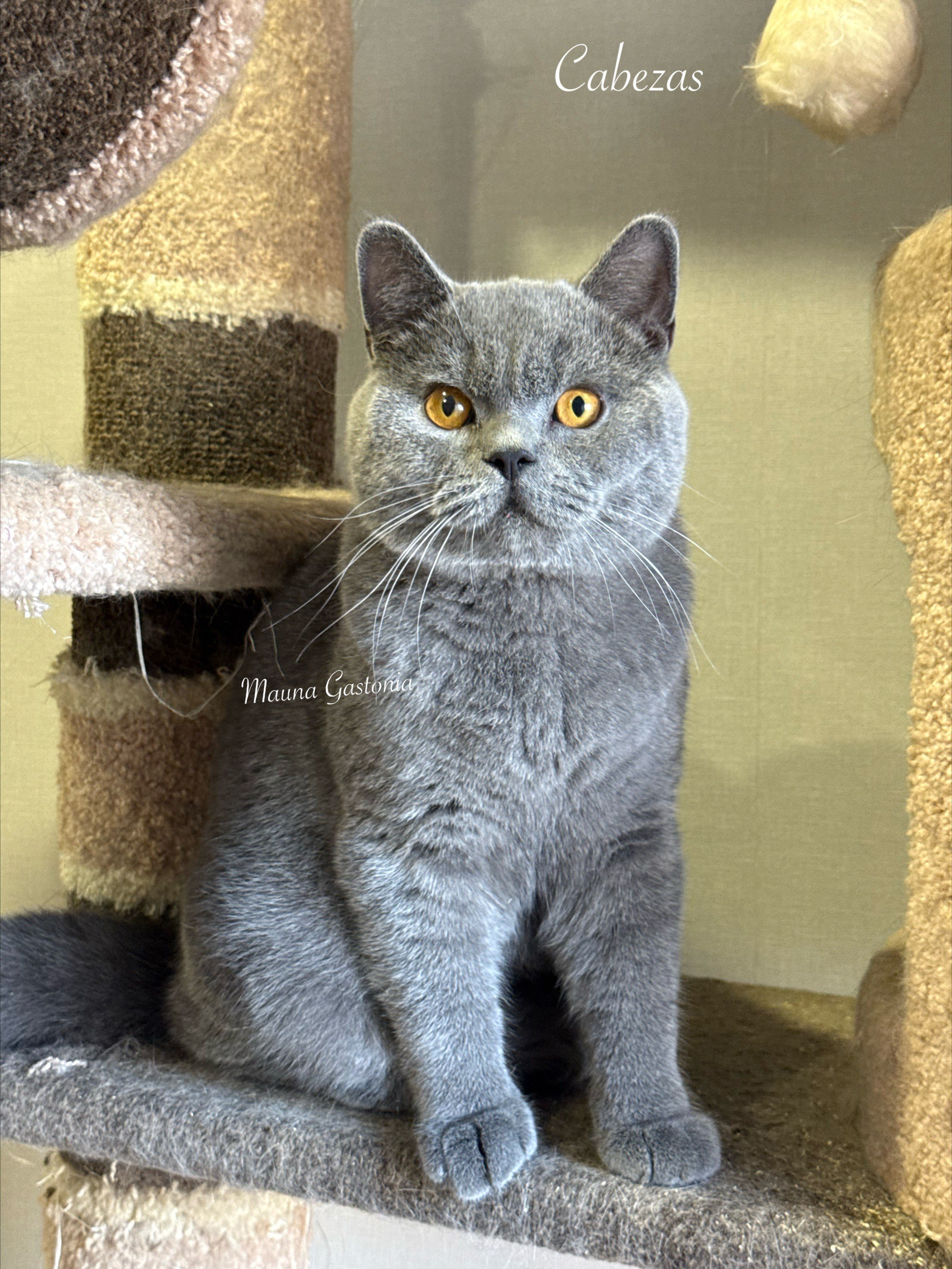 Cabezas. Mauna Gastonia