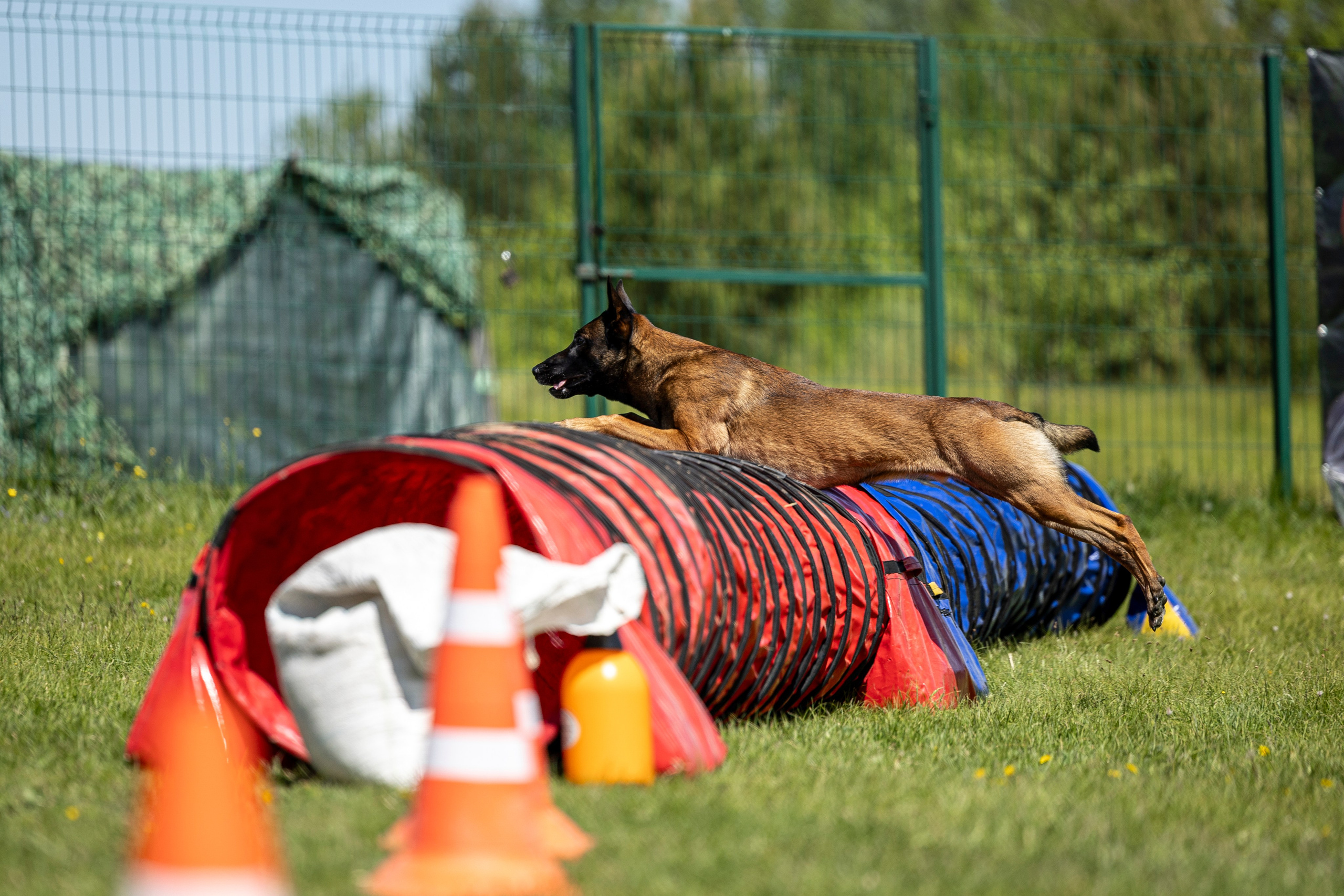 Испытания по мондьорингу в Нижнем Новгороде. Фотограф-анималист Анна Маринич