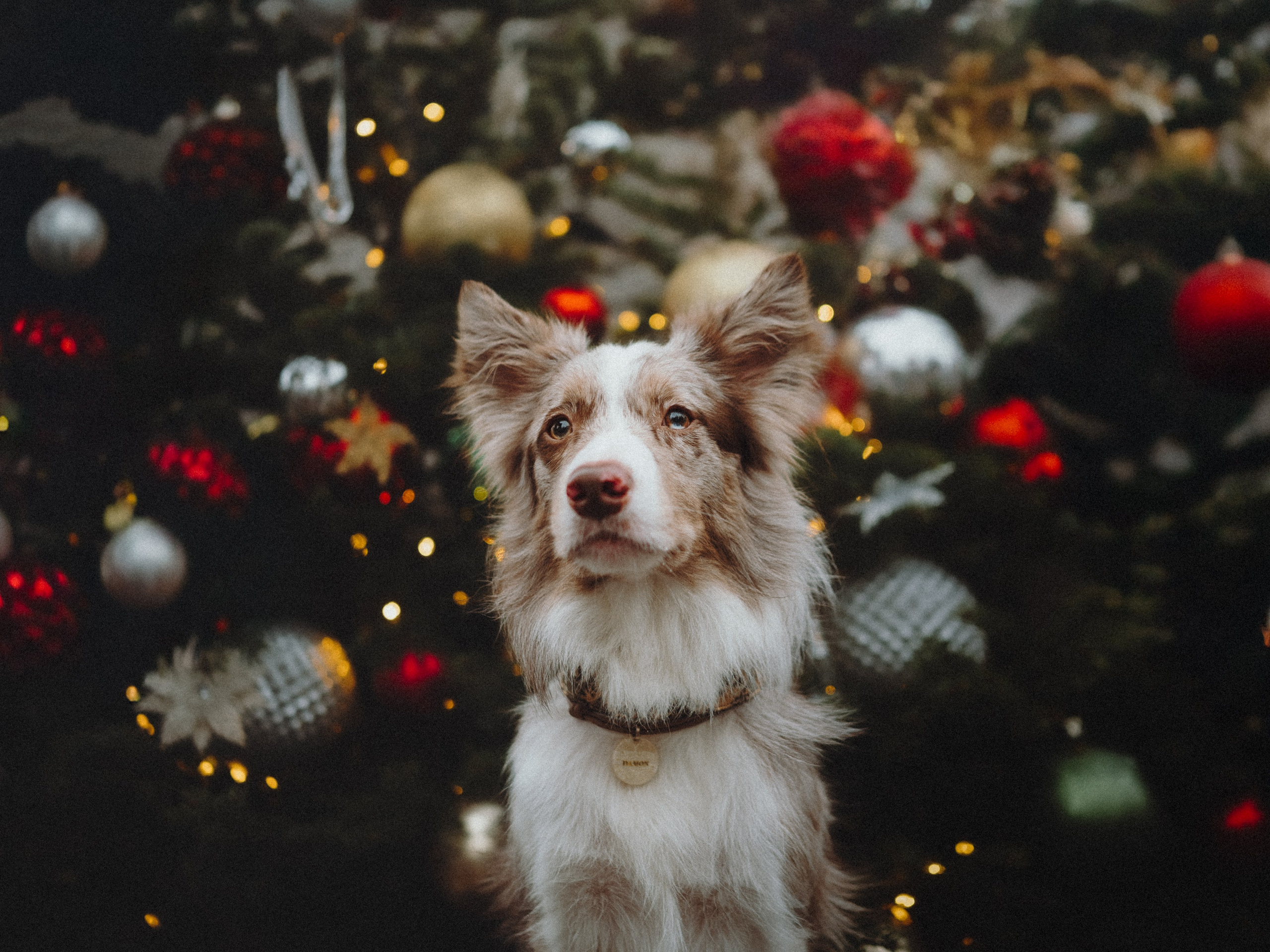 Аня и Дэймон. Семейный фотограф анималист Ананьева Мария — Москва