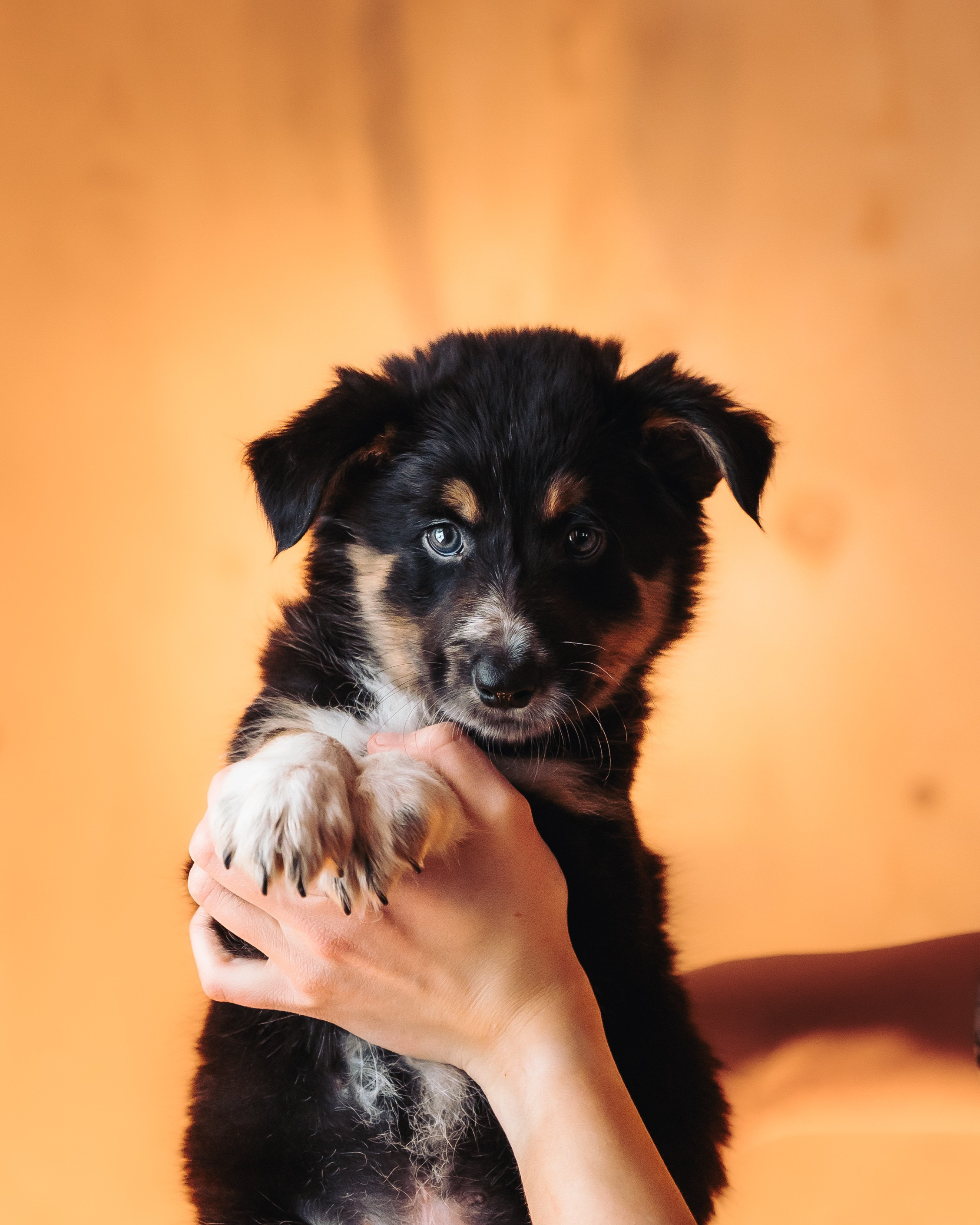 Бордер колли. Семейный фотограф анималист Ананьева Мария — Москва