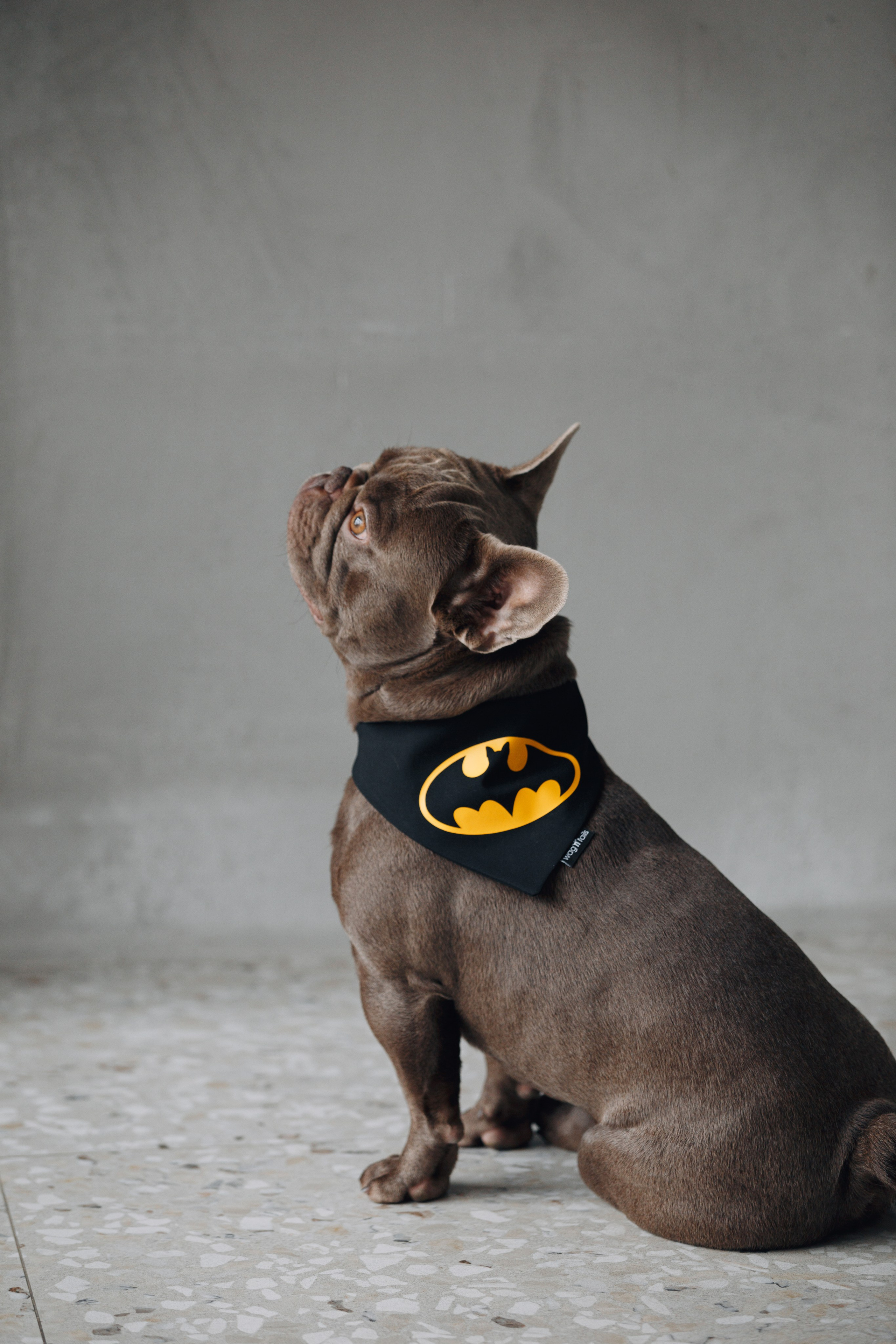 Wag'n'tails аксессуары для животных. Фотограф анималист Кристина Карпова, Москва