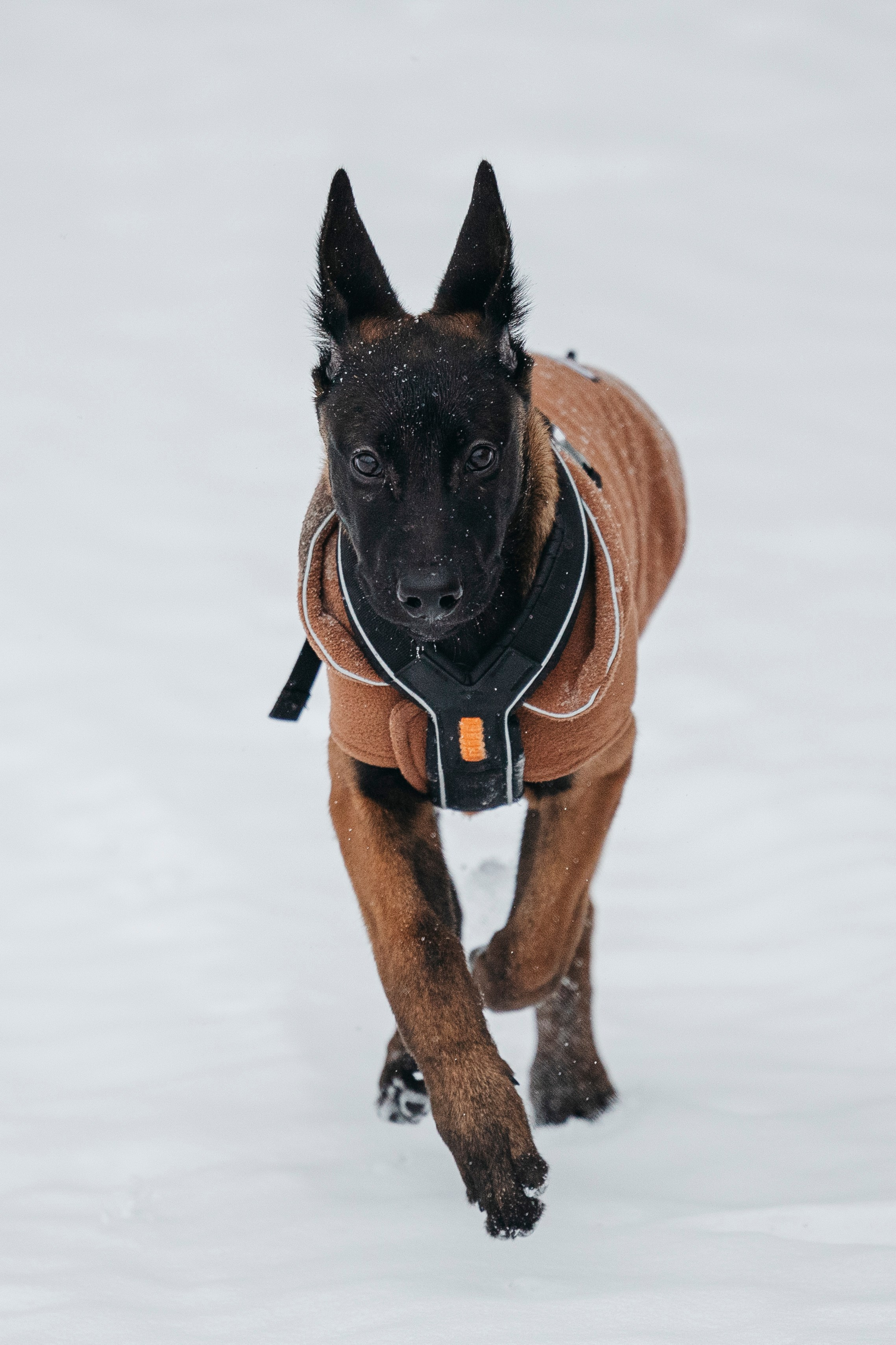 Карьер. Фотограф-анималист Анна Маринич