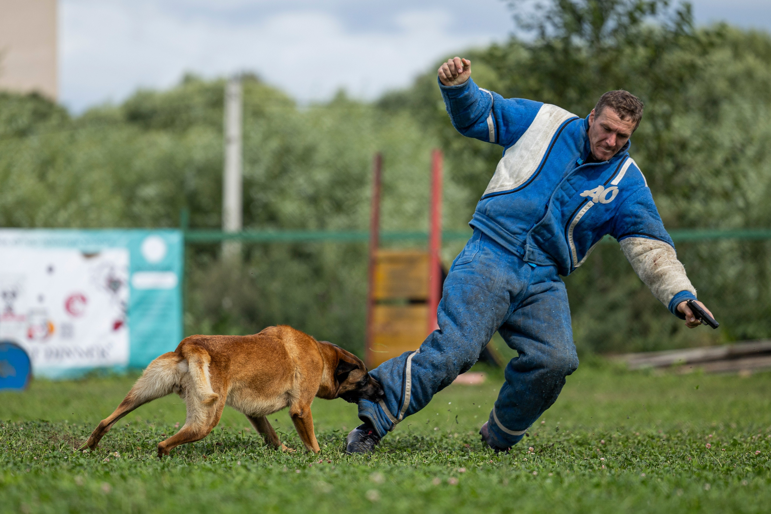 Соревнования по Мондьорингу г. Вологда 10-11.08.2024. Фотограф-анималист Анна Маринич