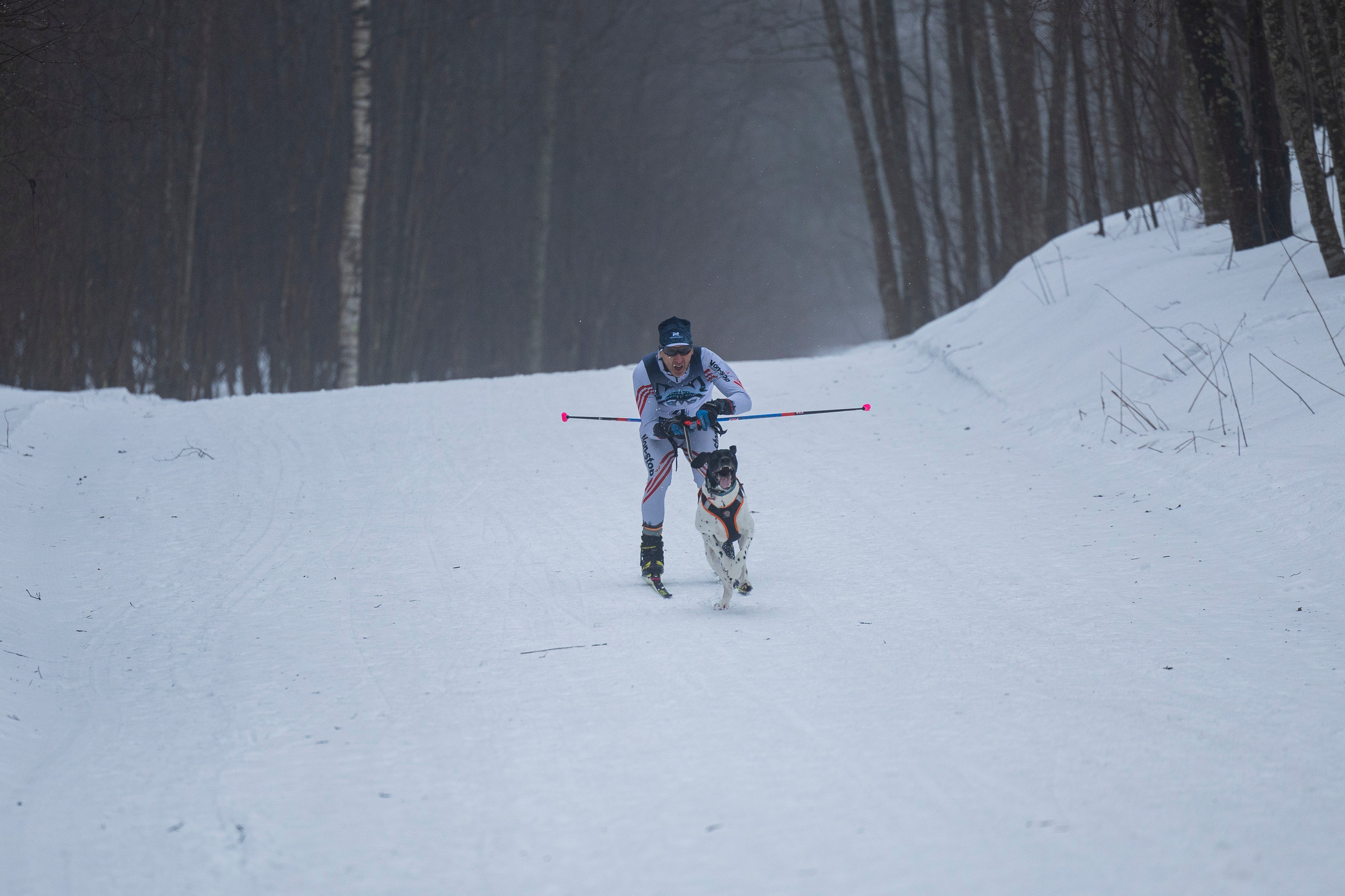 Зимний Чемпионат Санкт-Петербурга по ездовому спорту. Фотограф-анималист Анна Маринич