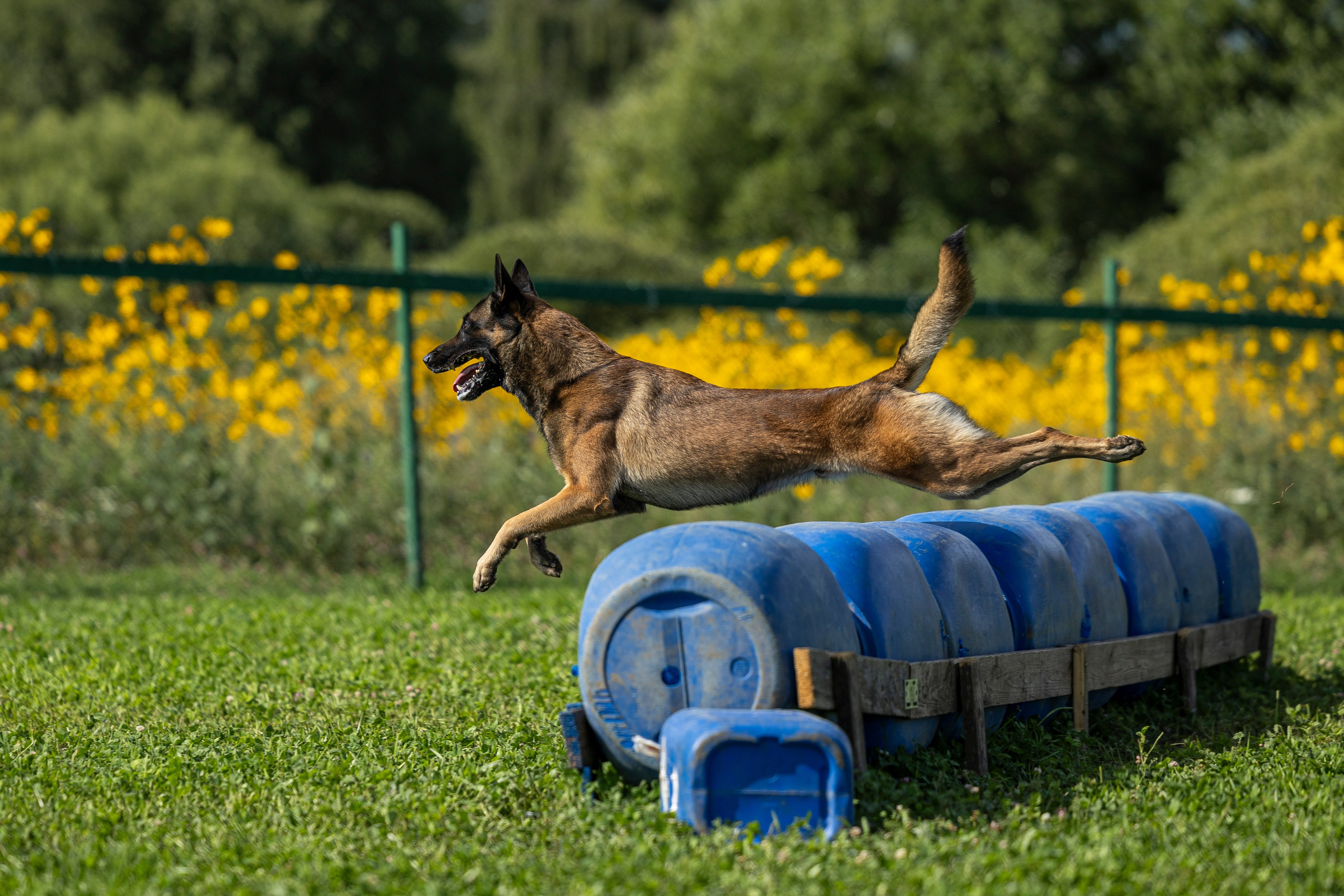Соревнования по Мондьорингу г. Вологда 10-11.08.2024. Фотограф-анималист Анна Маринич