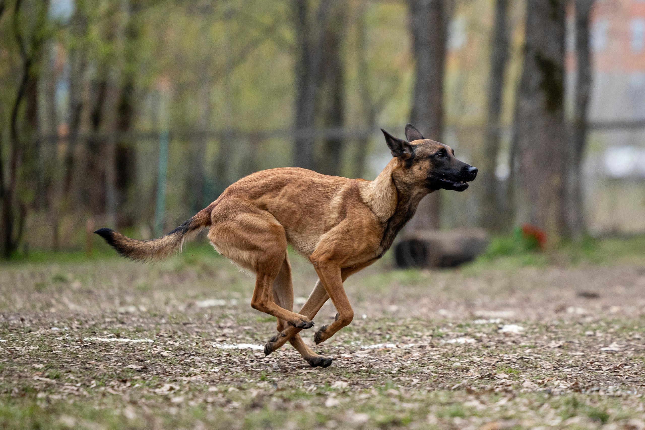 Квалификационные состязания по мондьорингу г. Вологда 11.05.24. Фотограф-анималист Анна Маринич