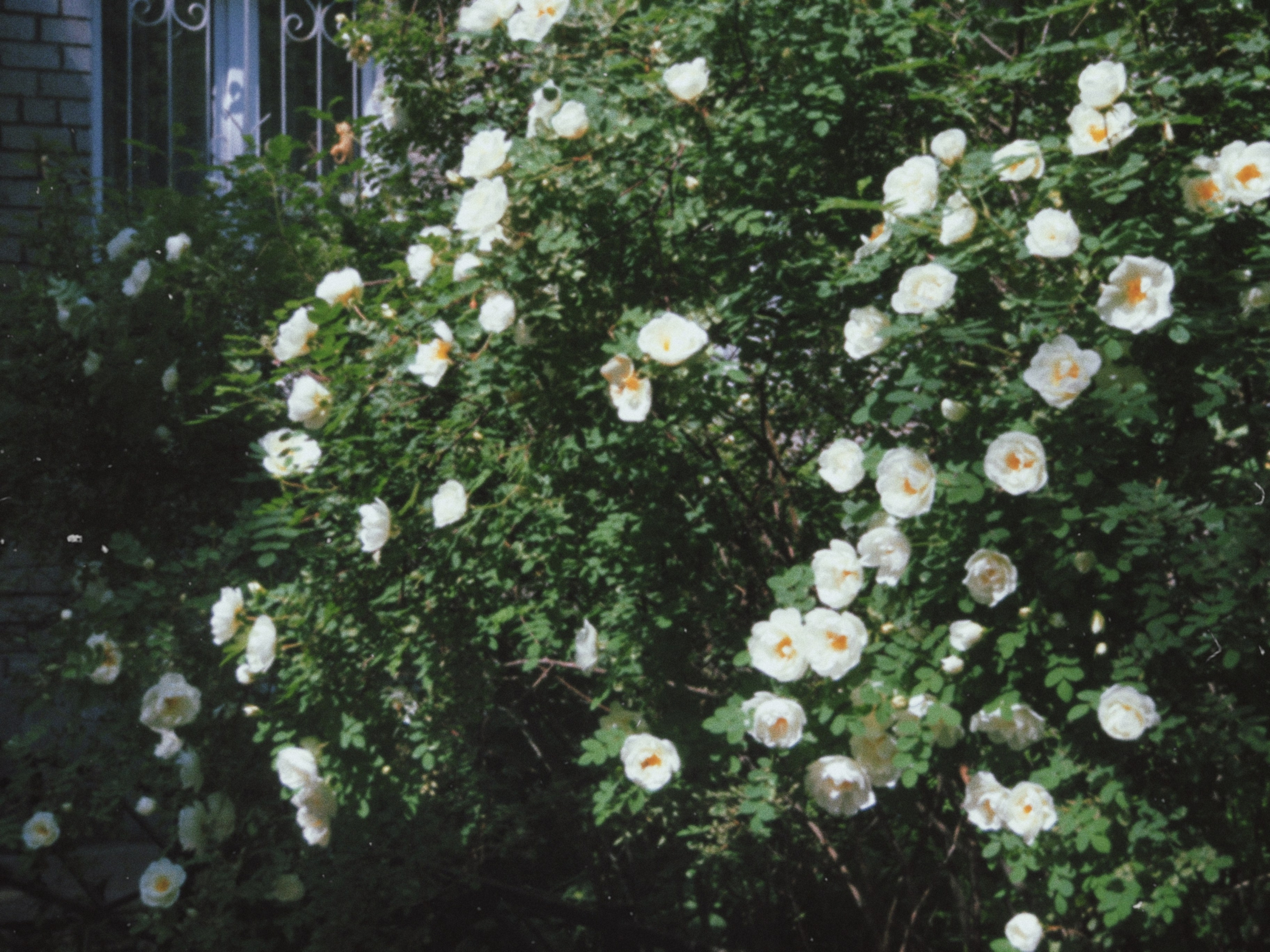 Olimpus mju 1030sw. Анна Мильч