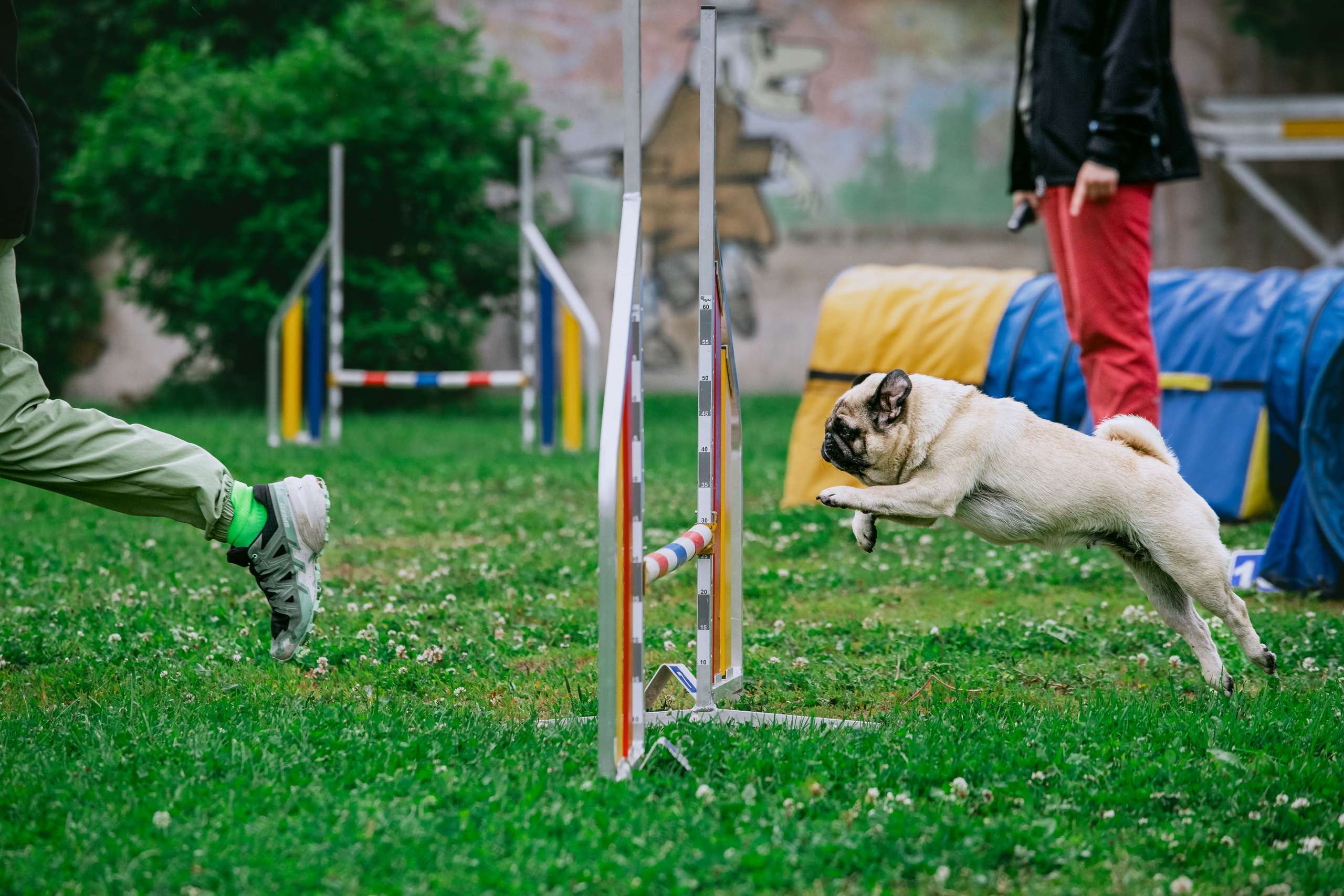 Соревнования по аджилити Долгопрудный 30.06.2025. Фотограф-анималист Татьяна Степанова