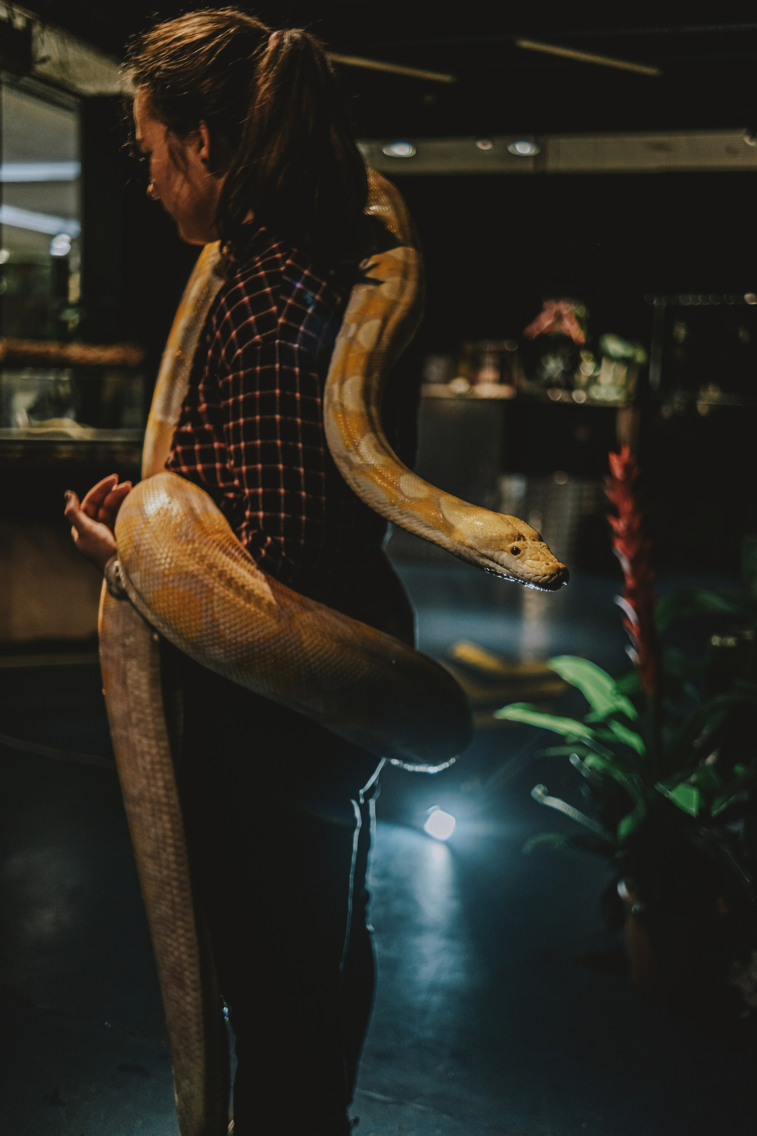 Дом Драконов. Nattie.ph