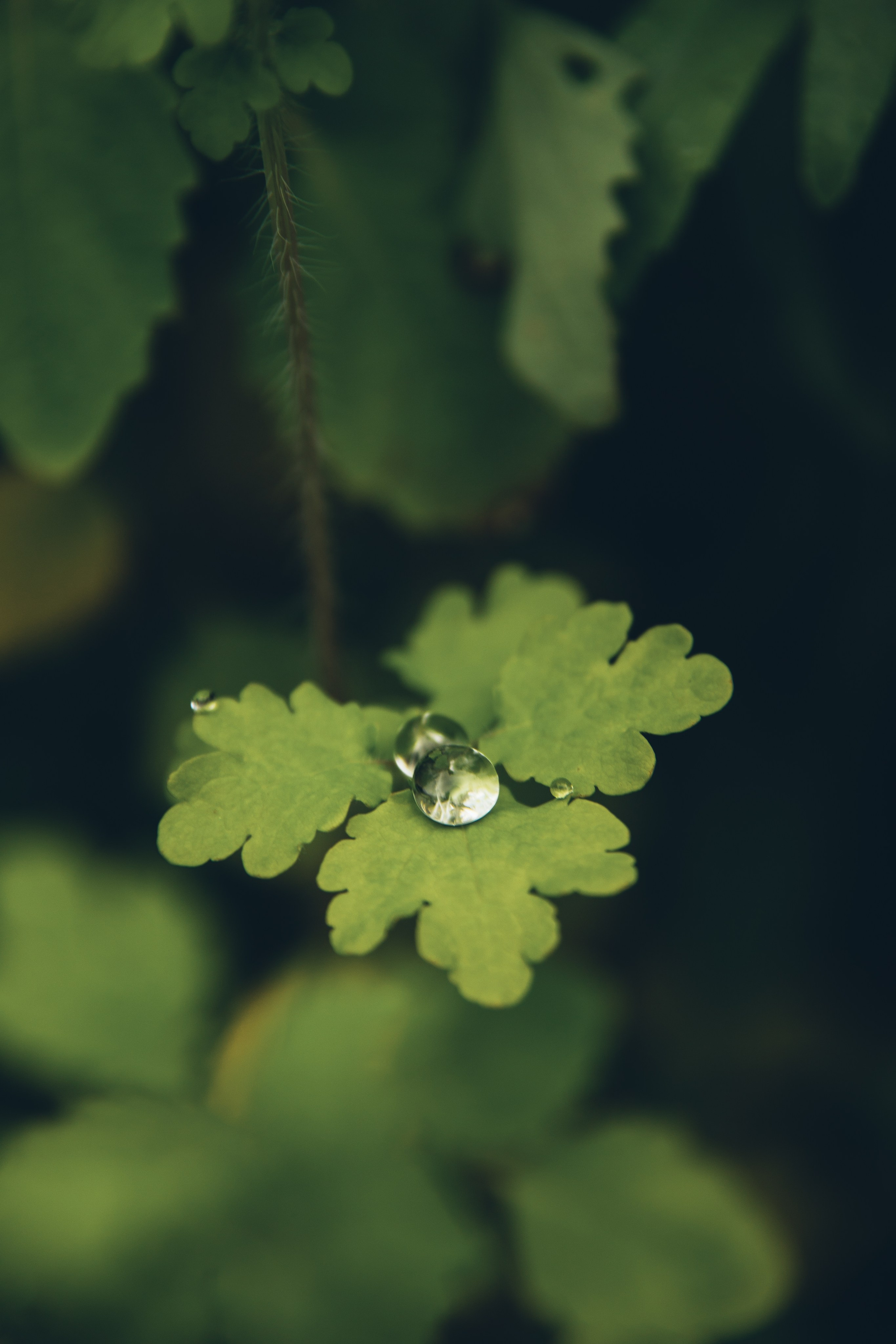 Природа. Darinishna Фэнтези-фотограф Хабаровск