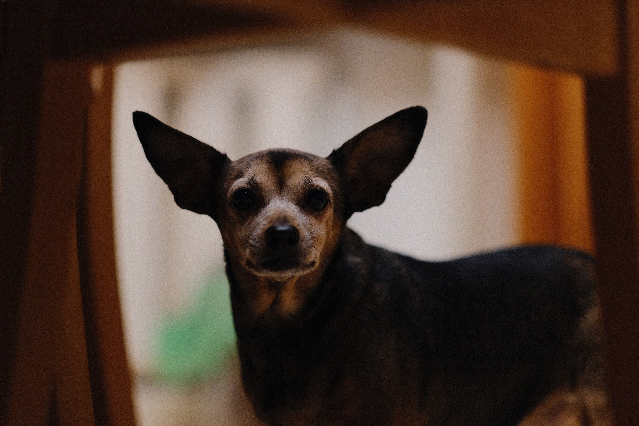 Лиса, Рада и их люди. Дмитрий Бречалов