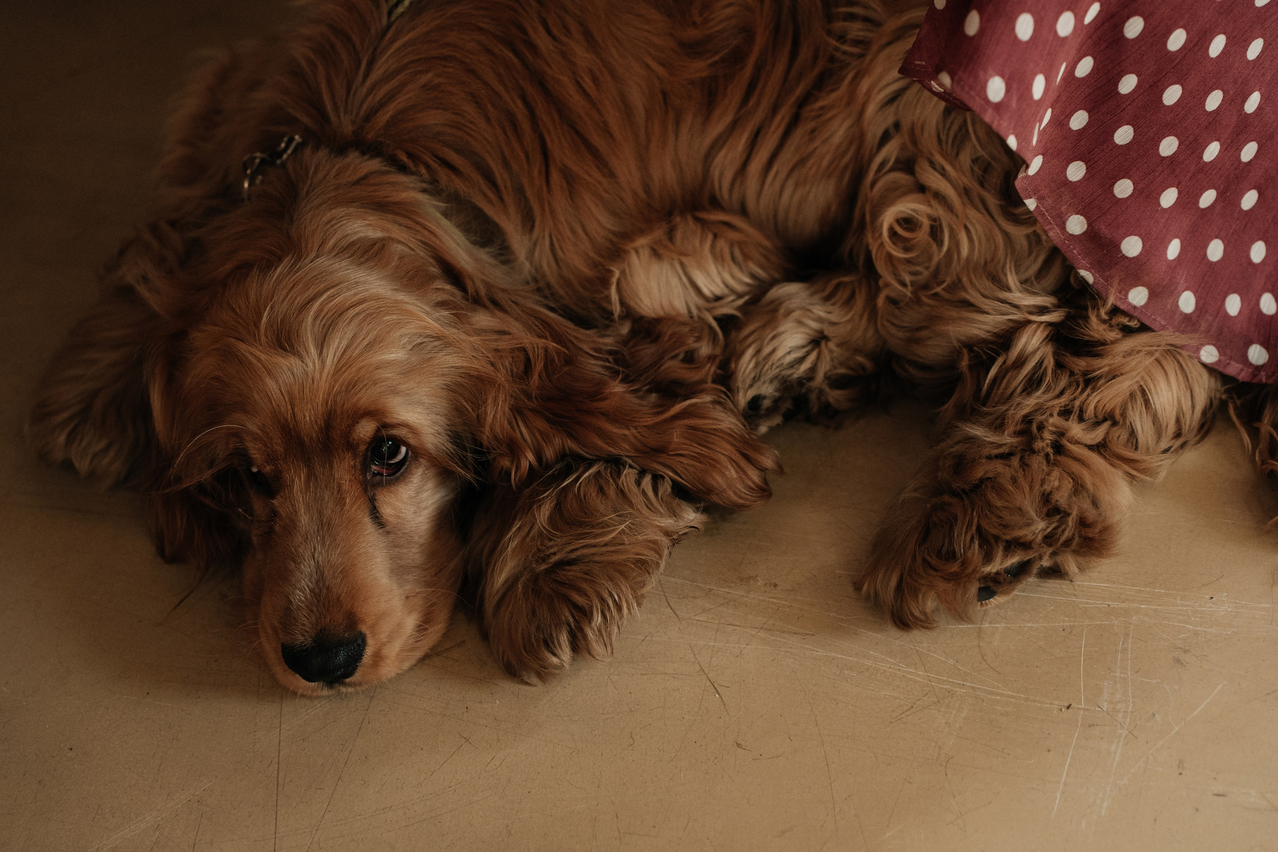 Ресторан Домик в саду, ВДНХ. Свадебный фотограф Москва Александра Аверкова