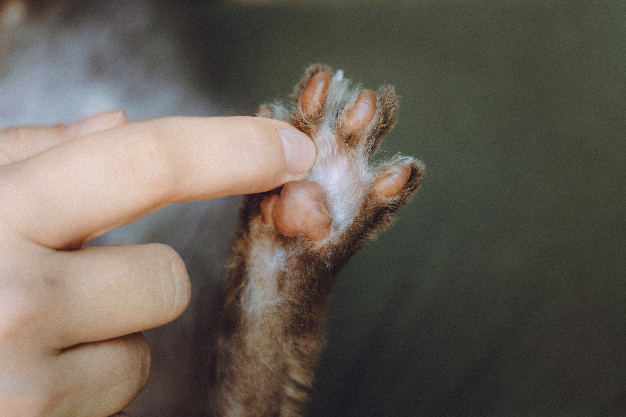 Кокос, Света, Динара и Вилли