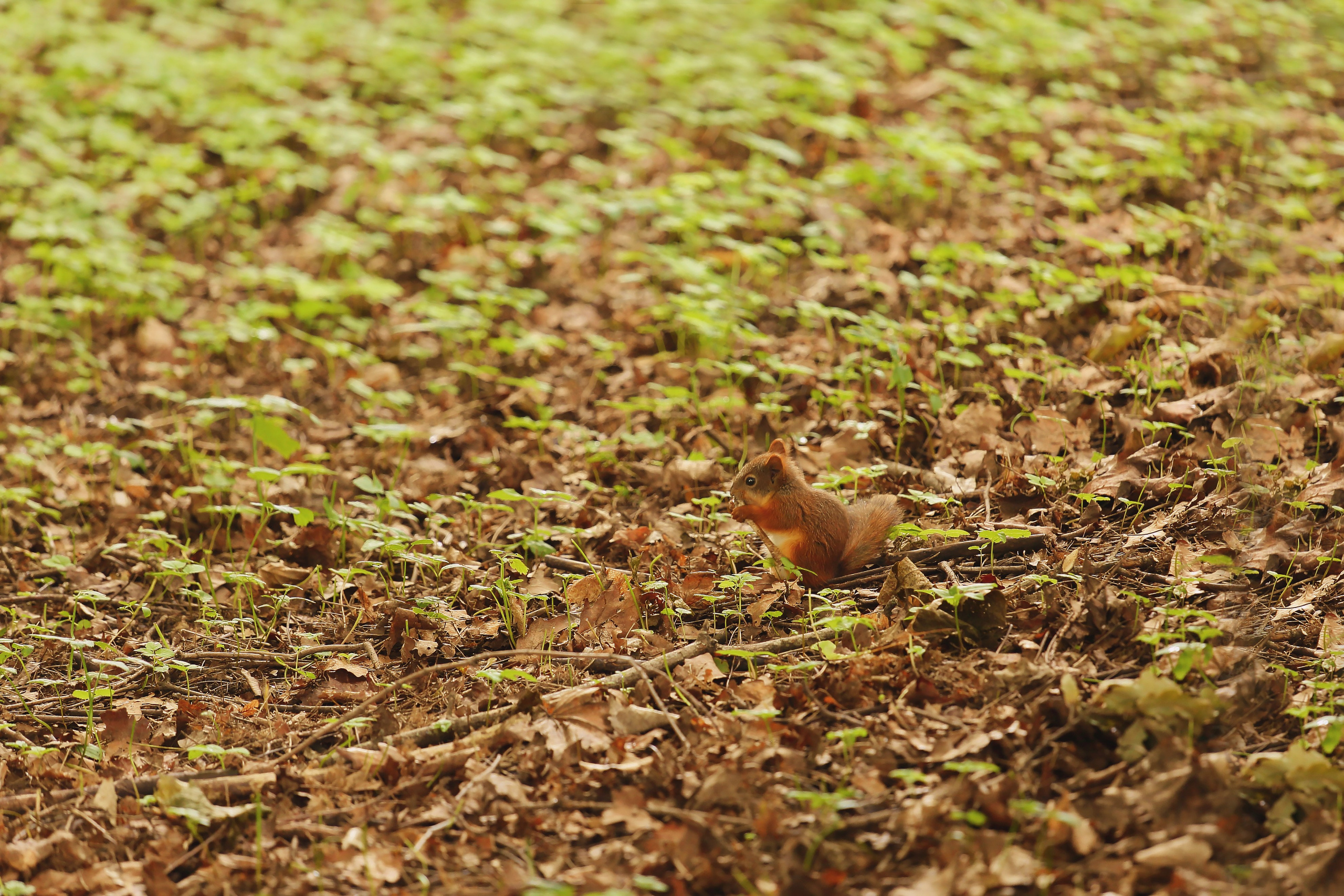 Средняя полоса. Свадебный и репортажный фотограф в Ярославле и Санкт-Петербурге Роман Микрюков