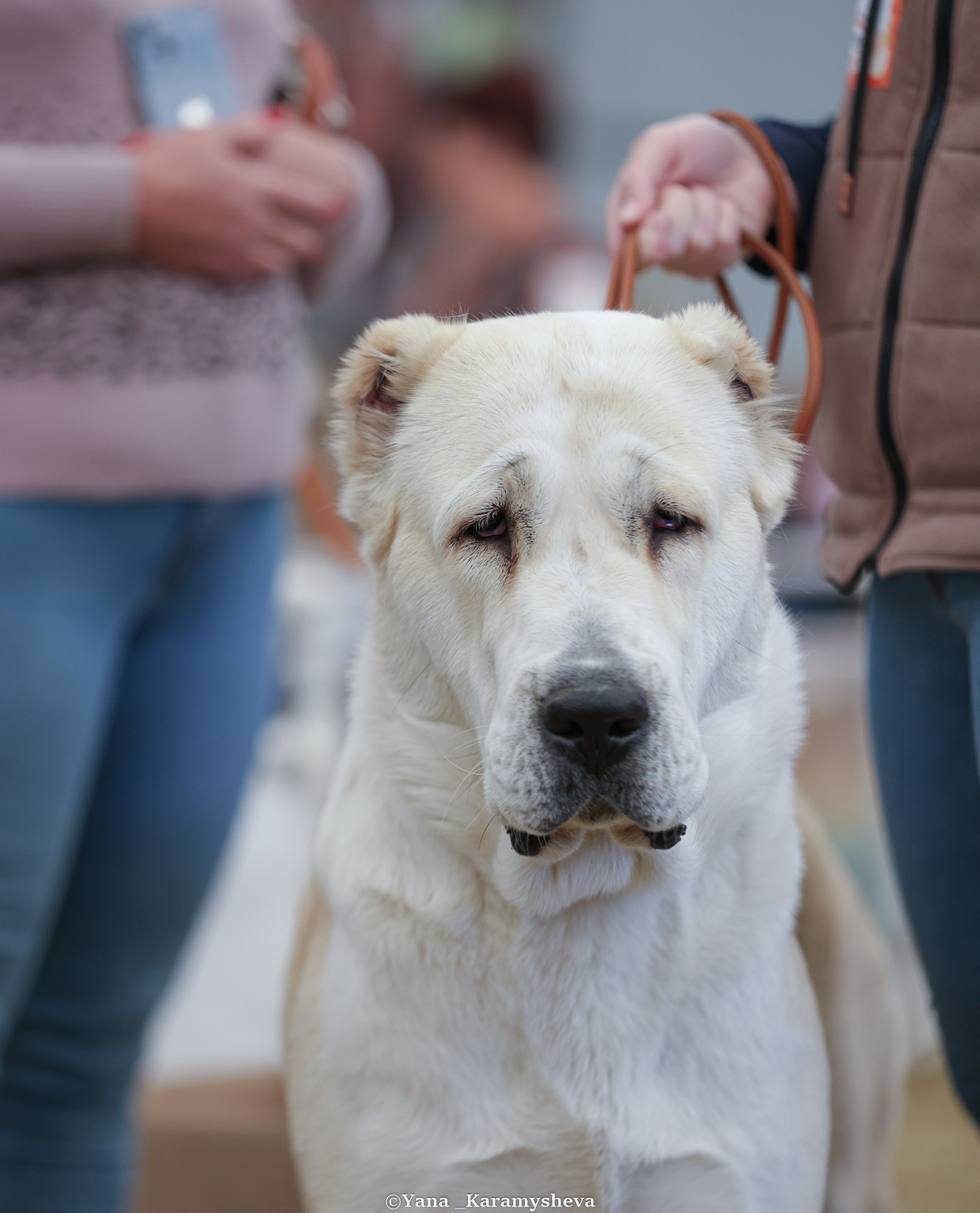 Экстерьерная, ринговая. Yana Karamysheva Animal Photo