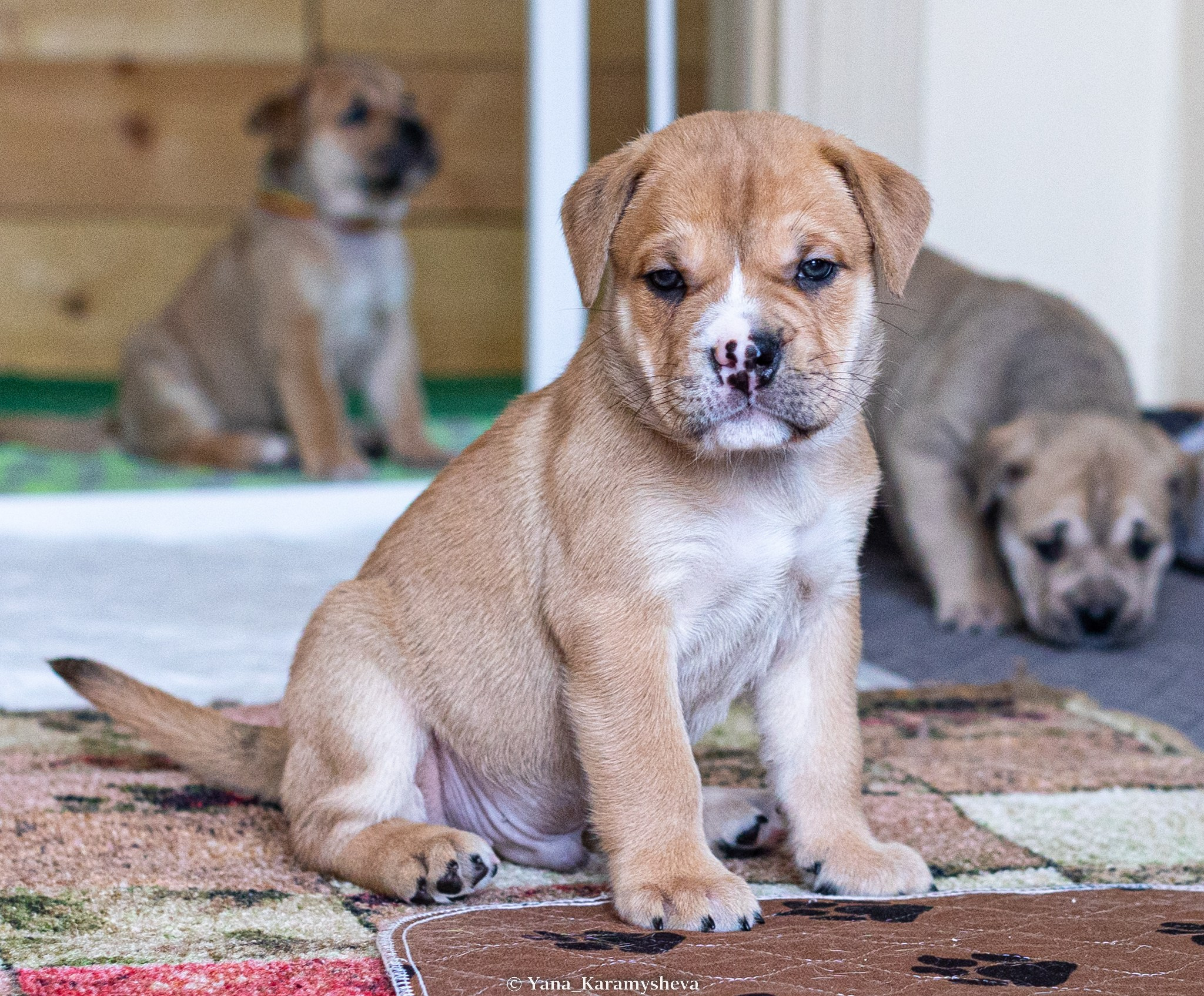 Помёты. Yana Karamysheva Animal Photo