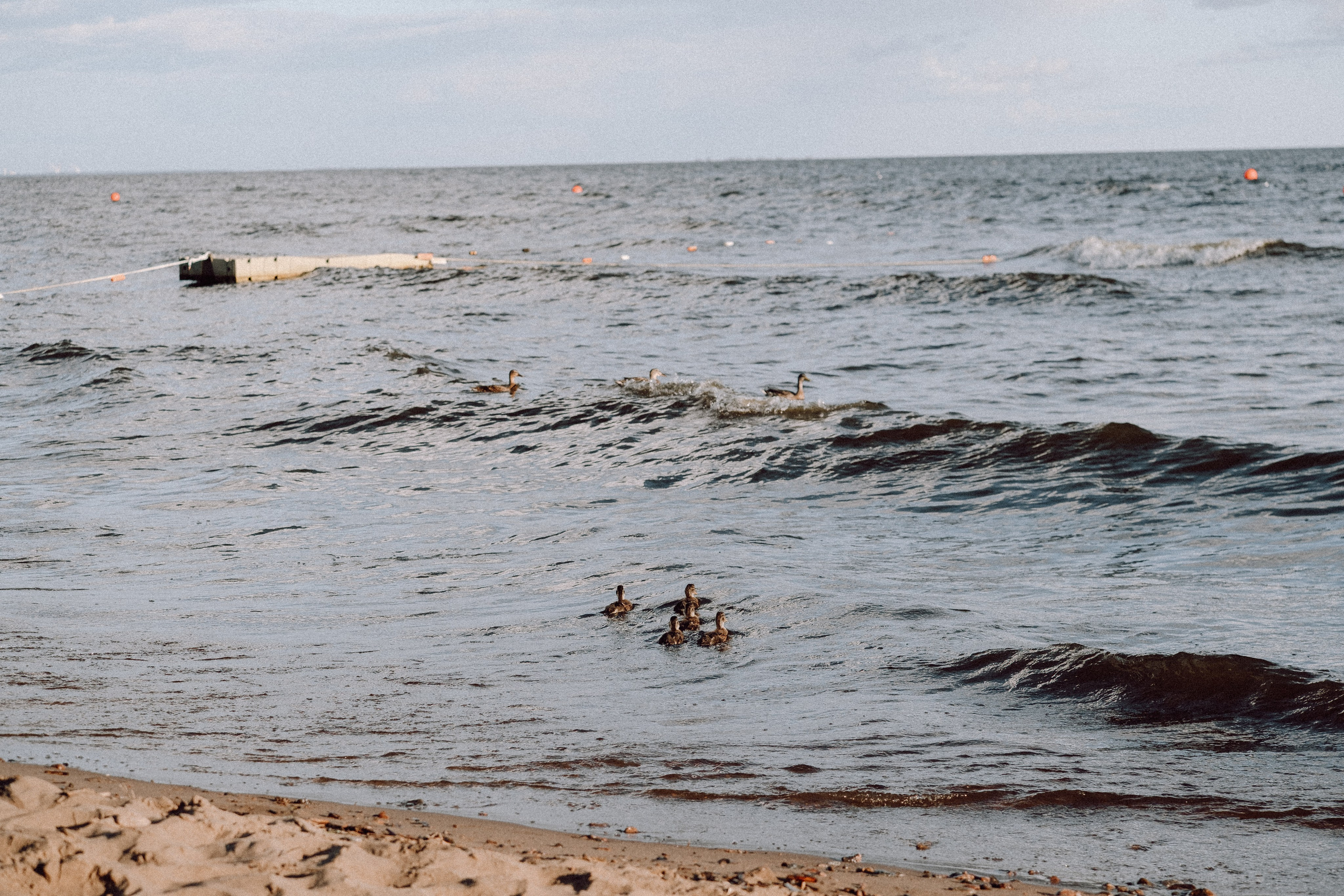 ПРОГУЛКА НА БЕРЕГУ ФИНСКОГО ЗАЛИВА. Профессиональный фотограф, Санкт-Петербург — Виктория Богомолова