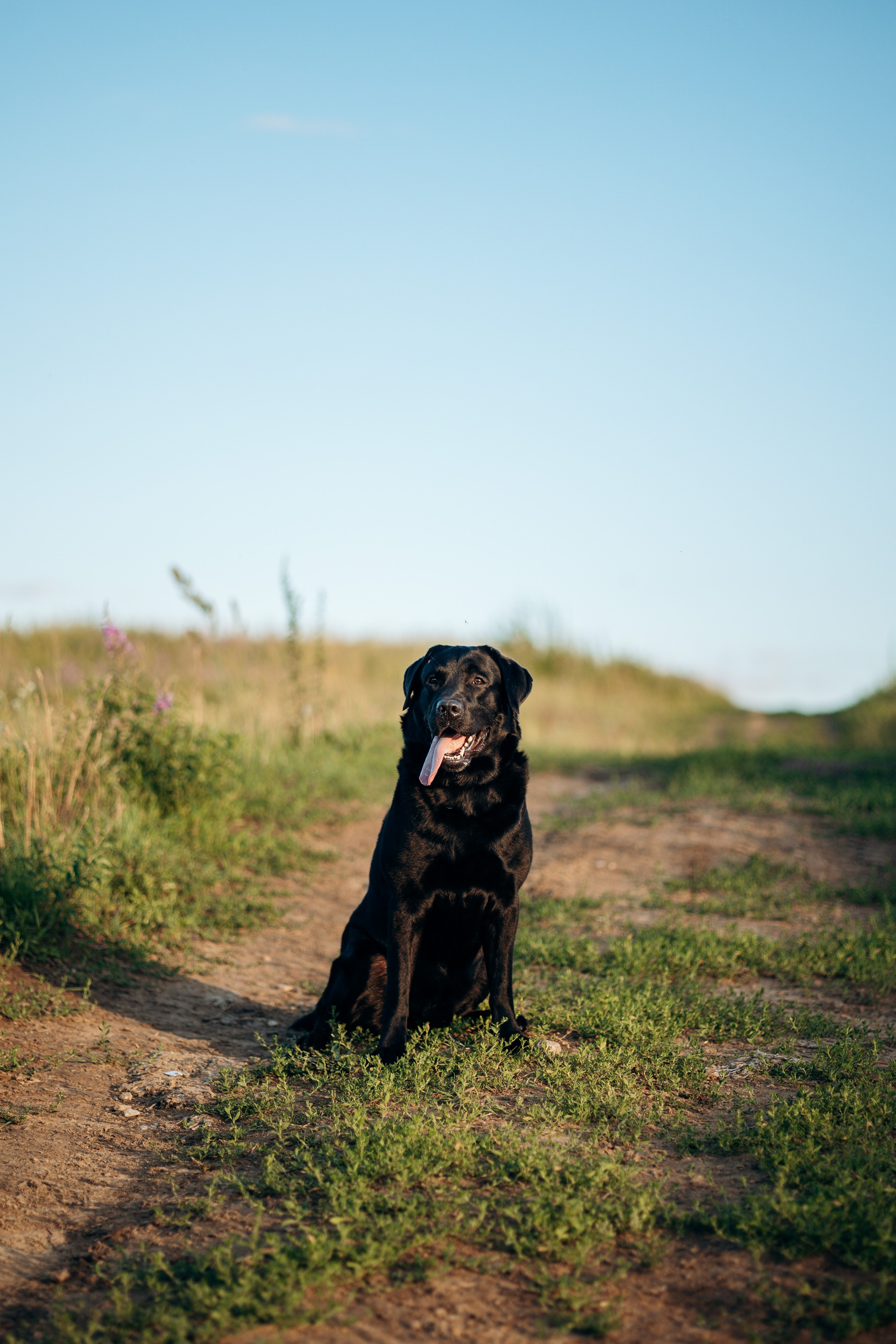 Бомбей и его семья. Фотограф — Анималист | Санкт-Петербург