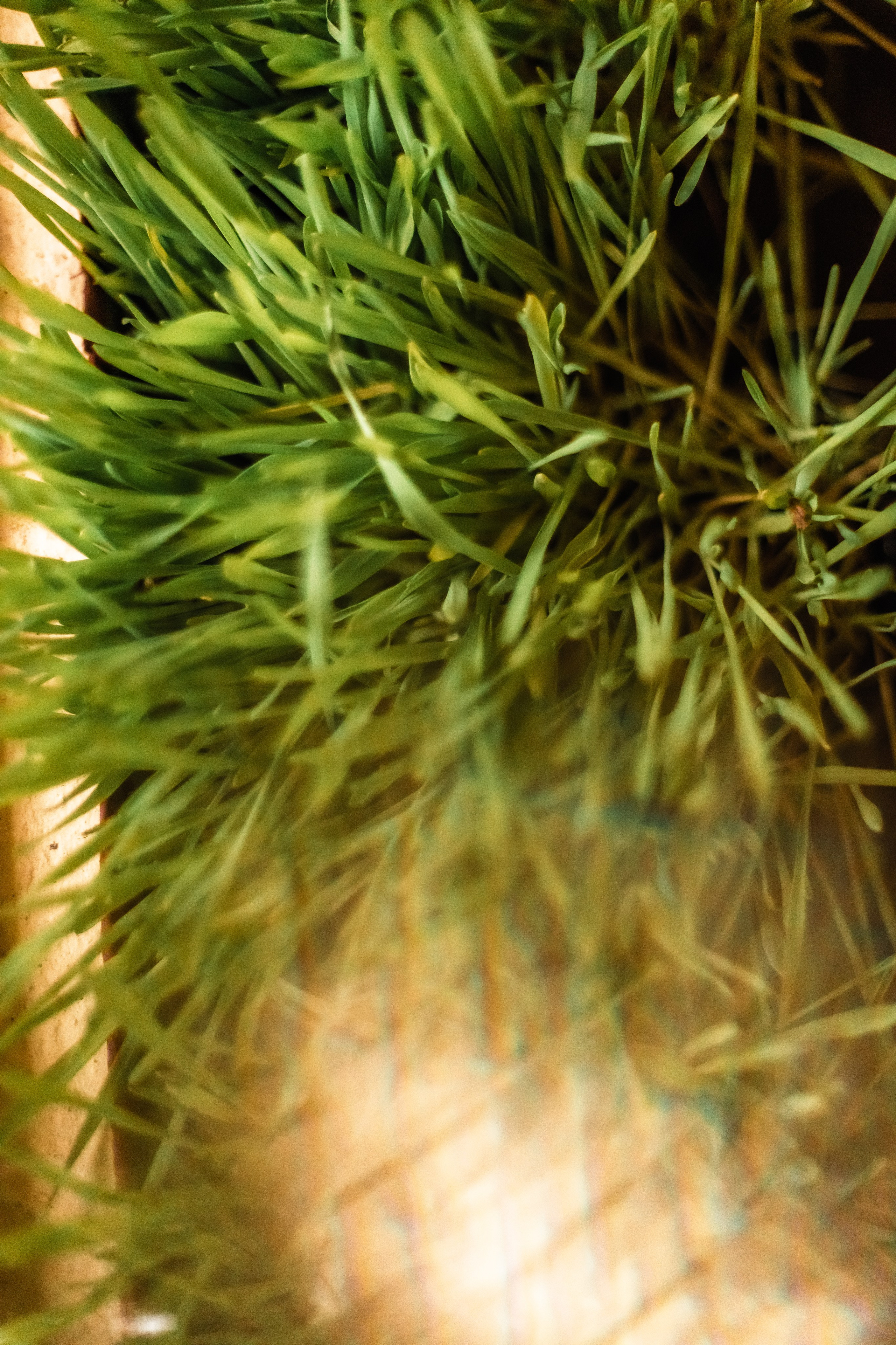 Devraha baba ji ashram life 2025. Mariam Bagdasaryan