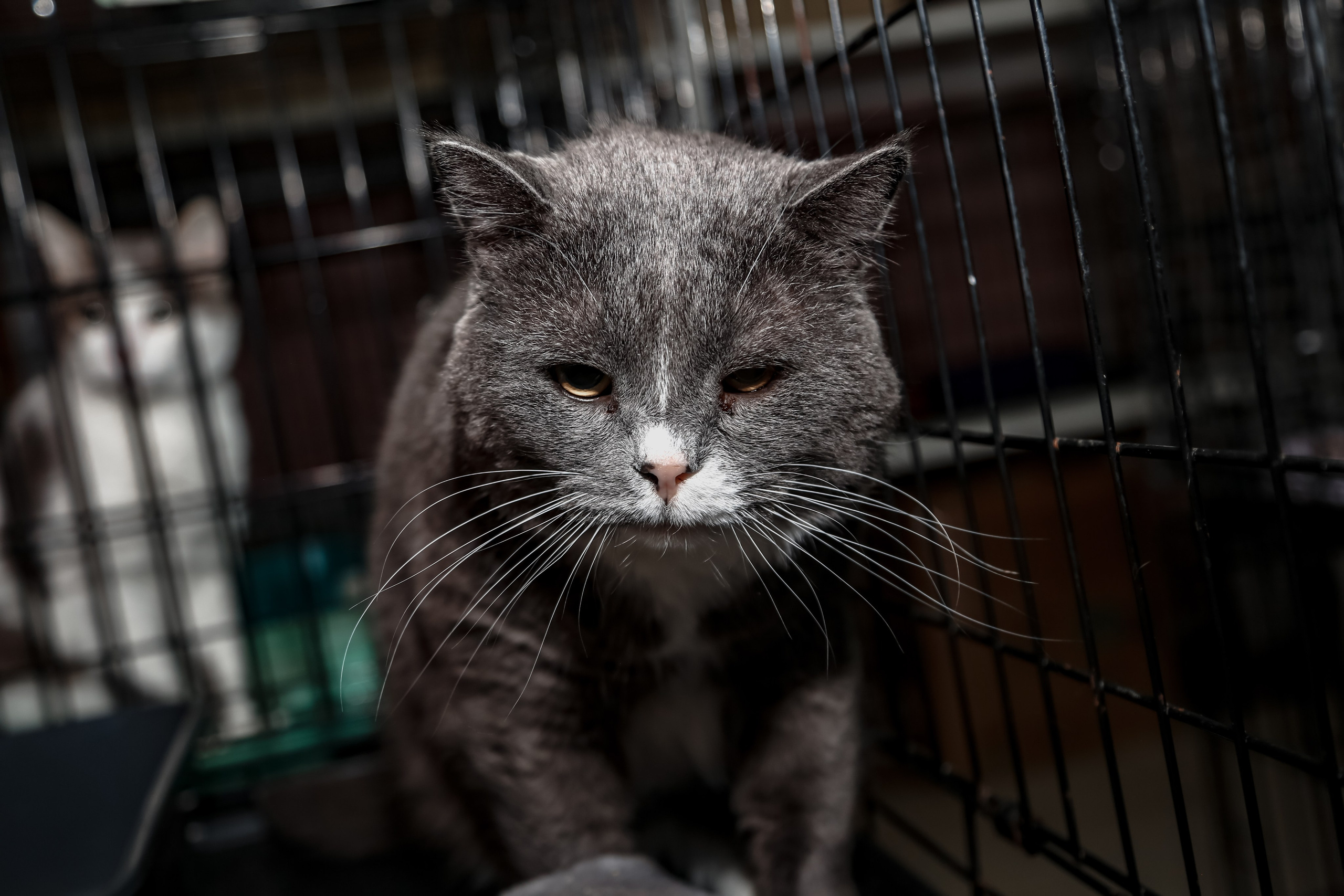 Приют Кошкин Дом Филимоша. Ваш фотограф в Оренбурге Рощупкина Екатерина