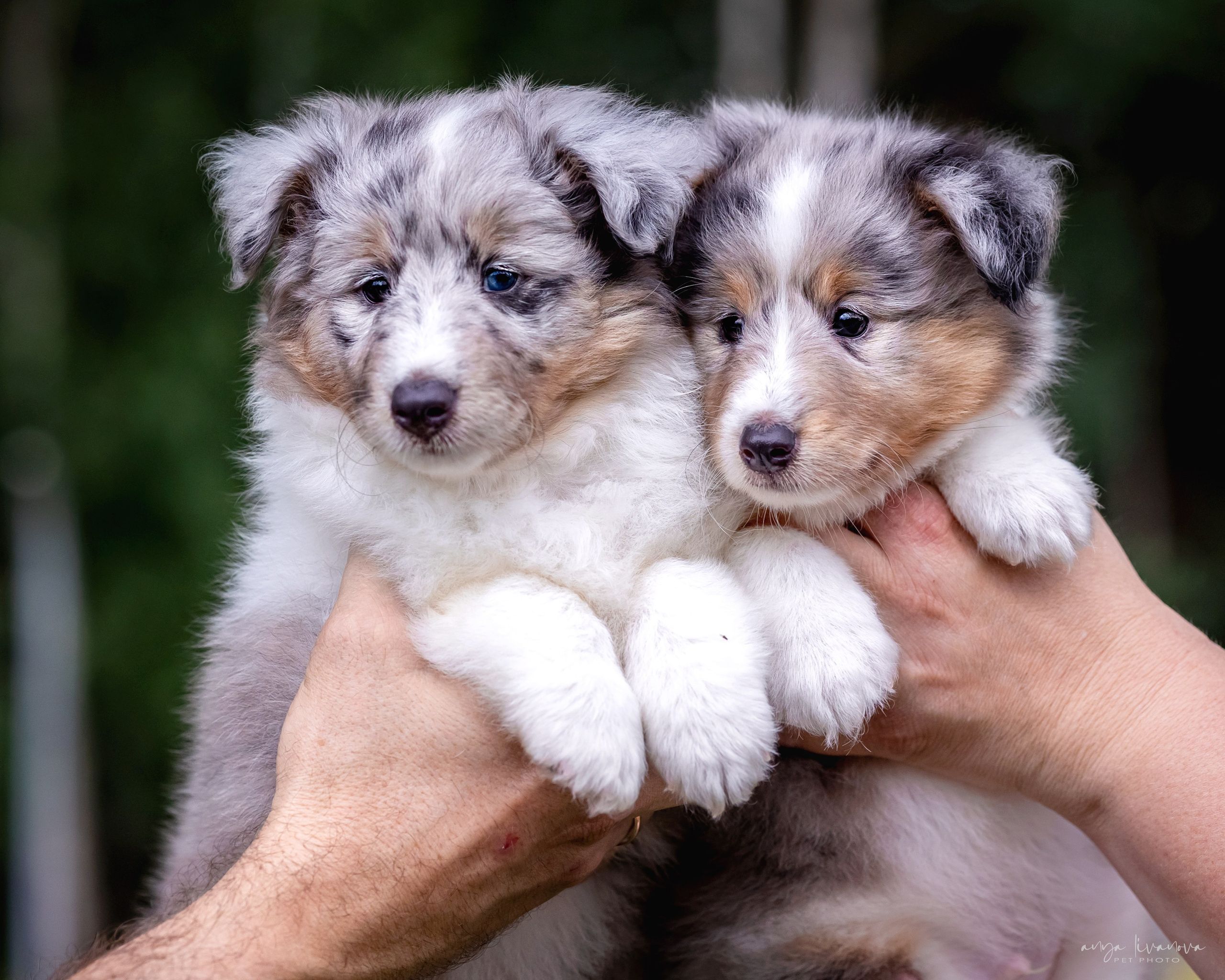 Шелти. Фотограф анималист Аня Ливанова | Рыбинск