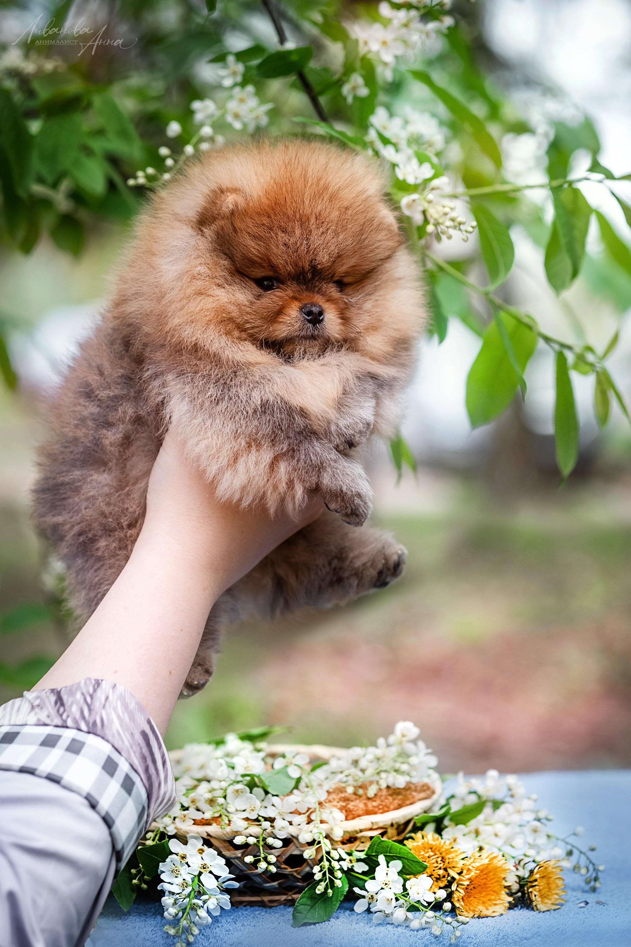Шпицы. Фотограф анималист Аня Ливанова | Рыбинск