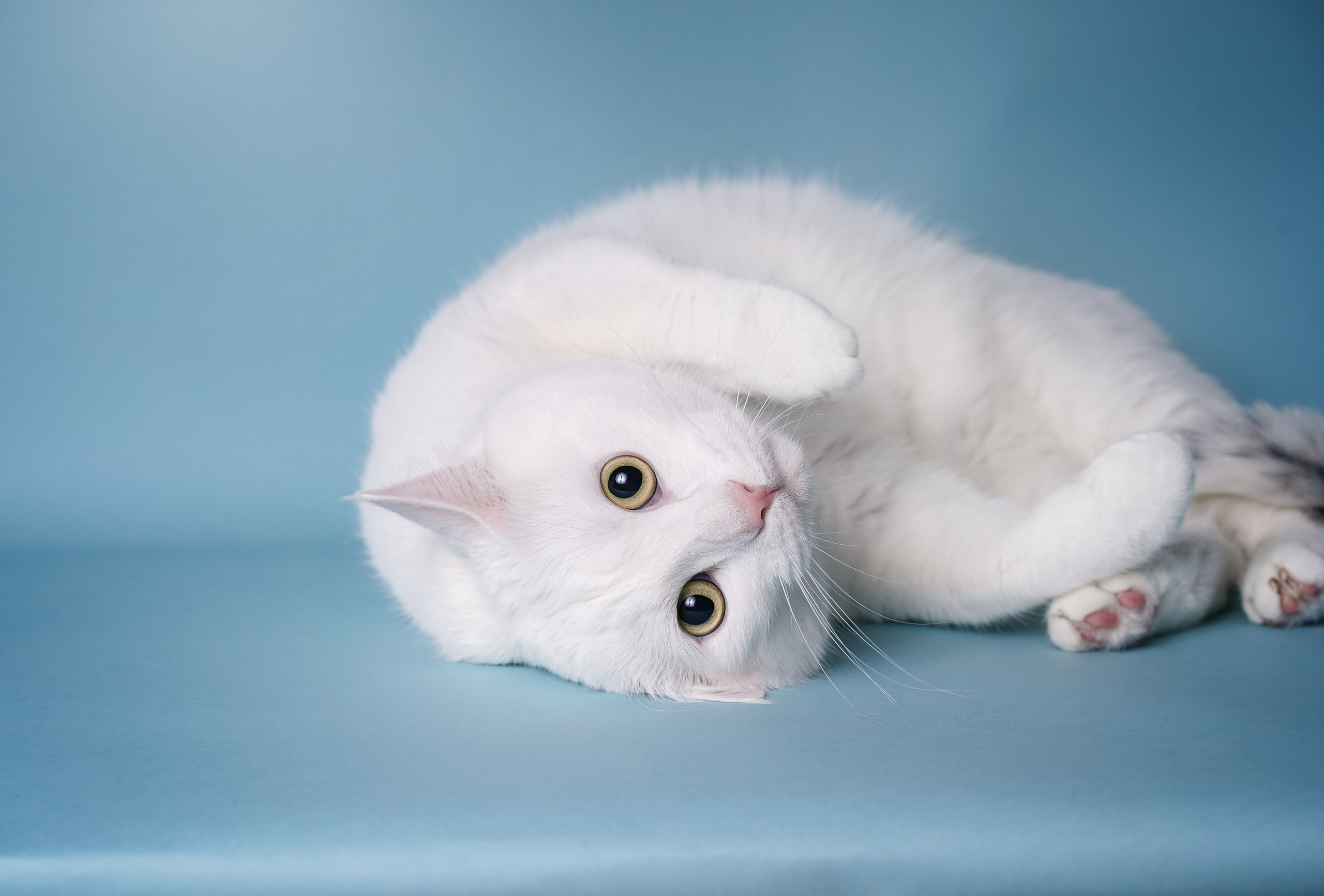 Маффин и Сэм. Фотограф-анималист в Санкт-Петербурге Яна Мартынова