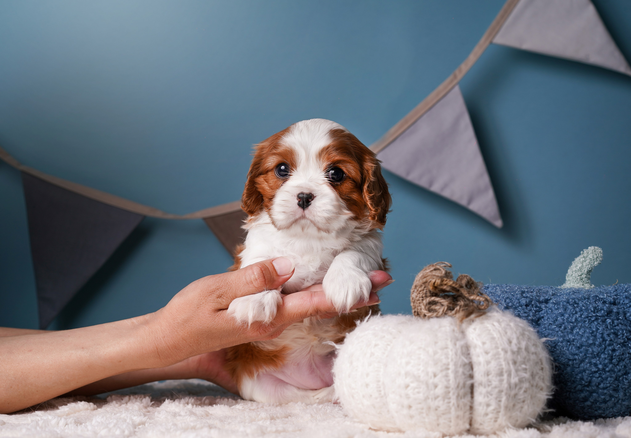 Щенки кавалера. Фотограф-анималист в Санкт-Петербурге Яна Мартынова