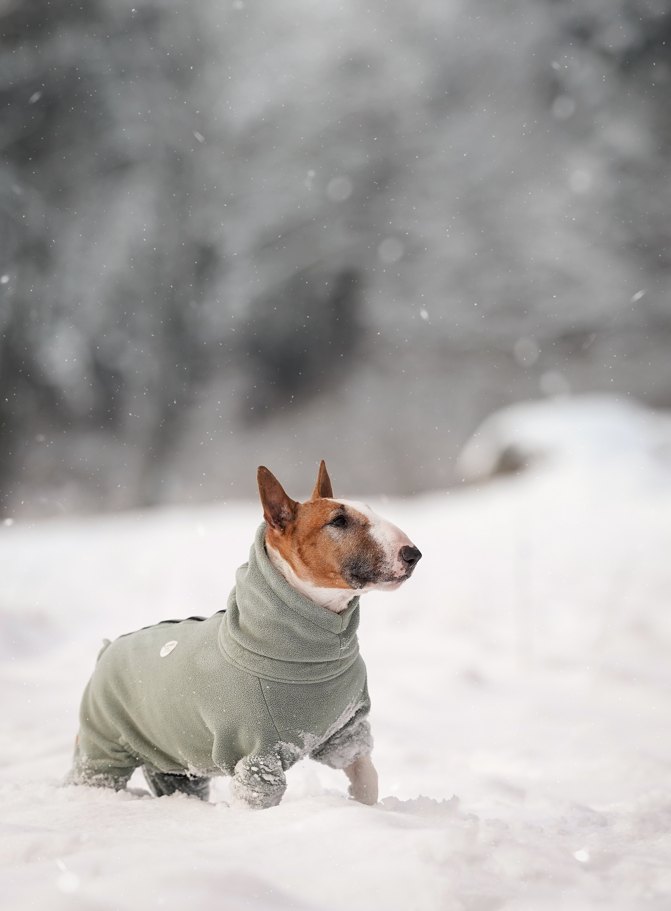 Панда и Юни Карелия. Фотограф-анималист в Санкт-Петербурге Яна Мартынова
