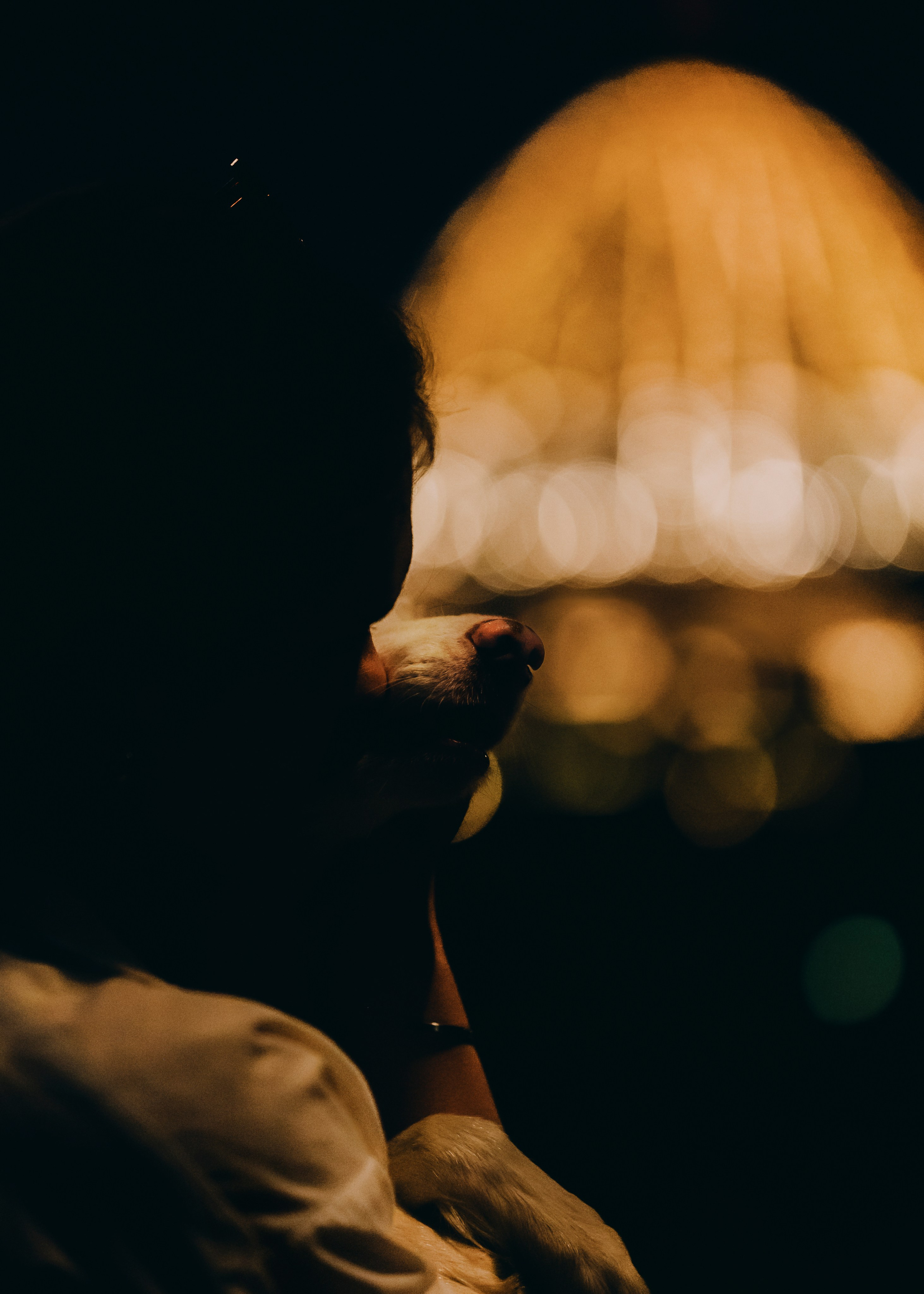 Вэй. Фотограф- анималист Александра Матвеева