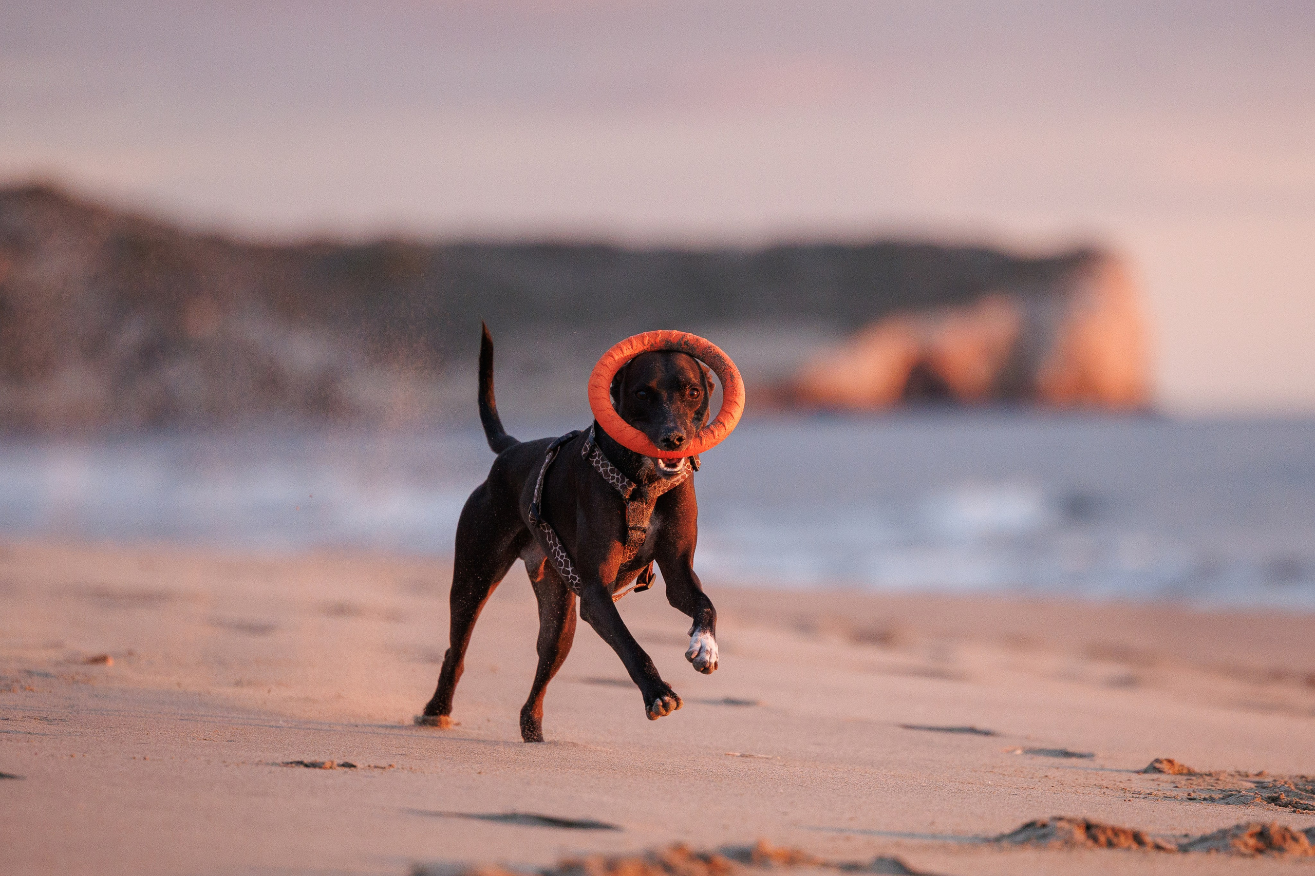 Финик. Фотограф анималист в Казани Алина Сулейманова. Фотограф животных
