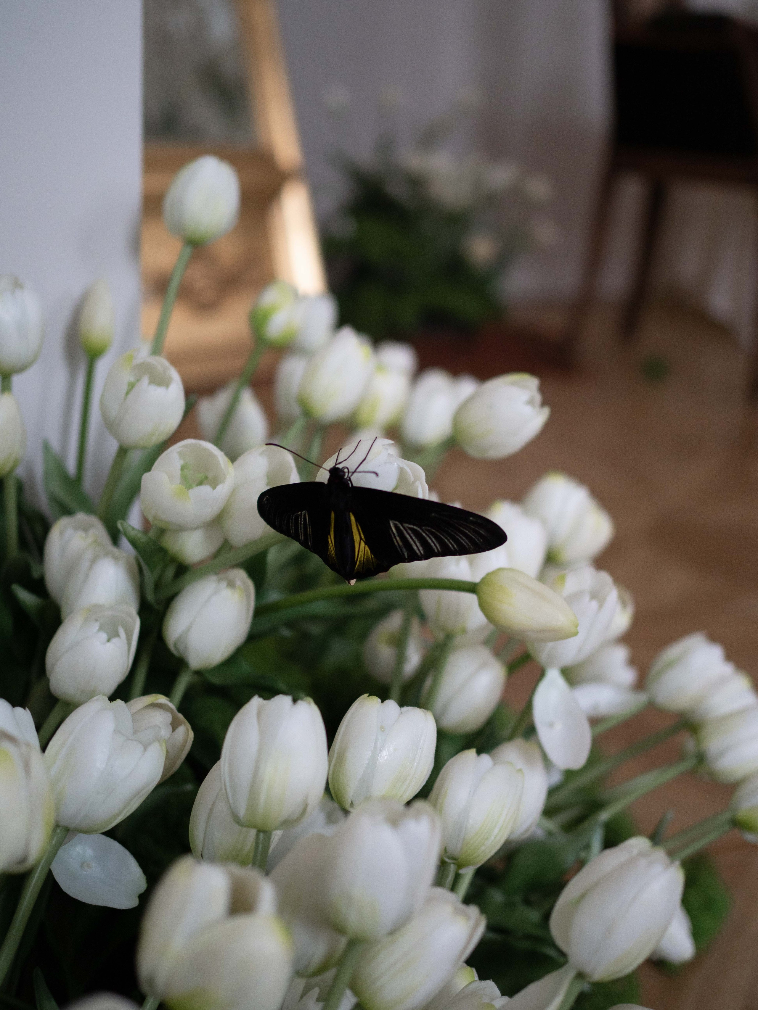 Зал Версаль. Фотостудия и пространство под мероприятия studio1884 в Казани