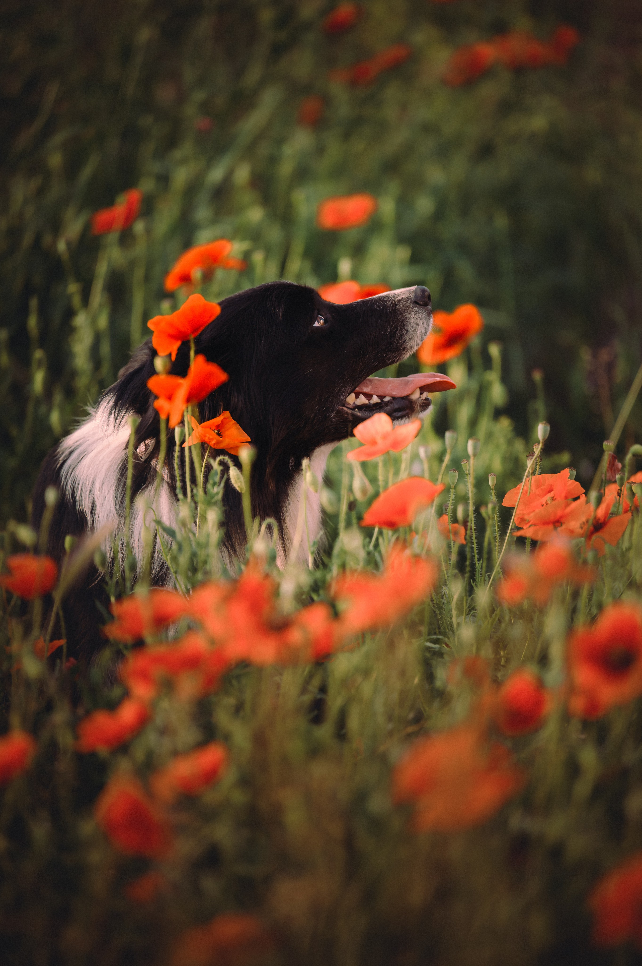 Прогулка на рассвете с бордер-колли. Фотограф в Ростове —на — Дону