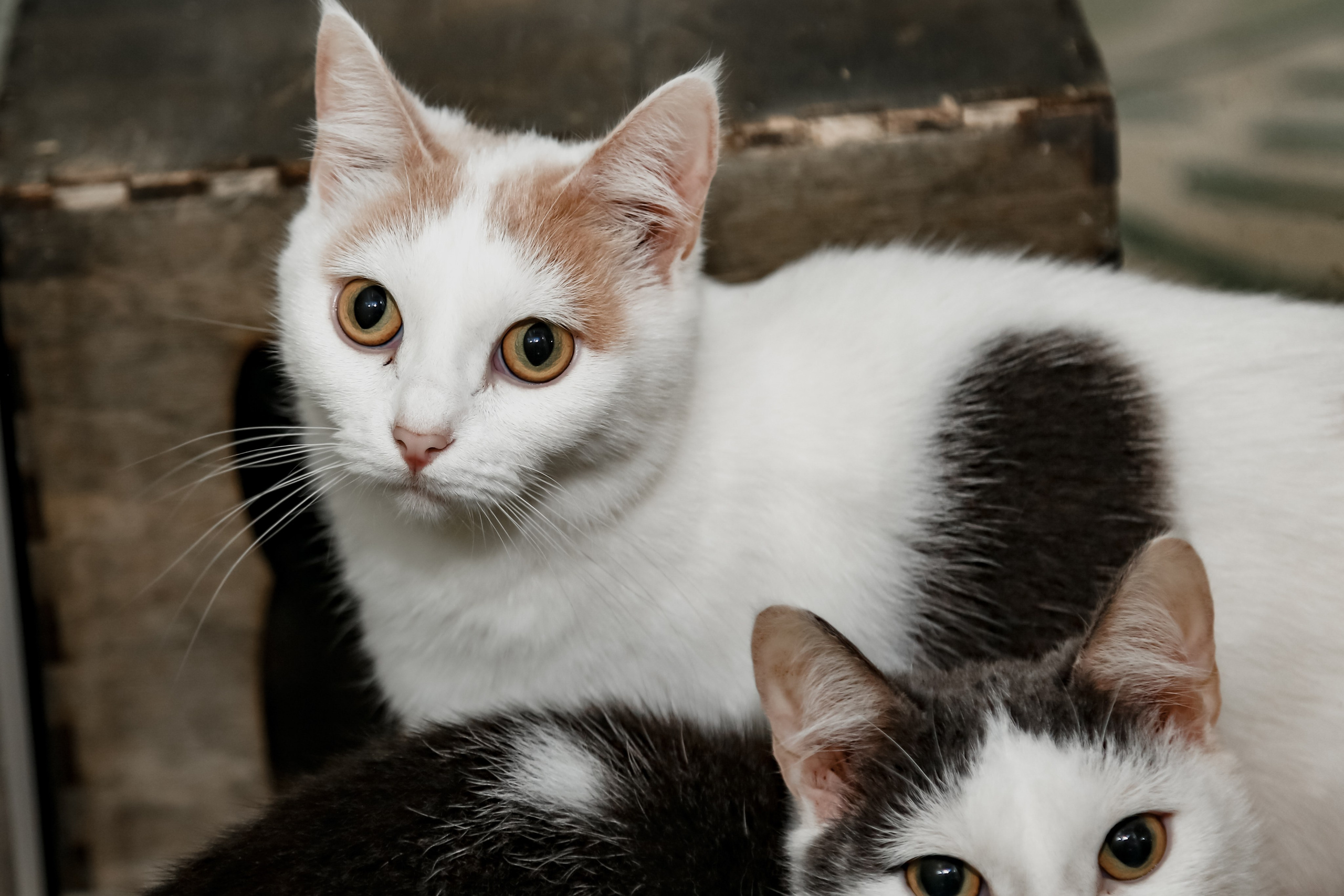 Приют Кошкин Дом Филимоша. Ваш фотограф в Оренбурге Рощупкина Екатерина