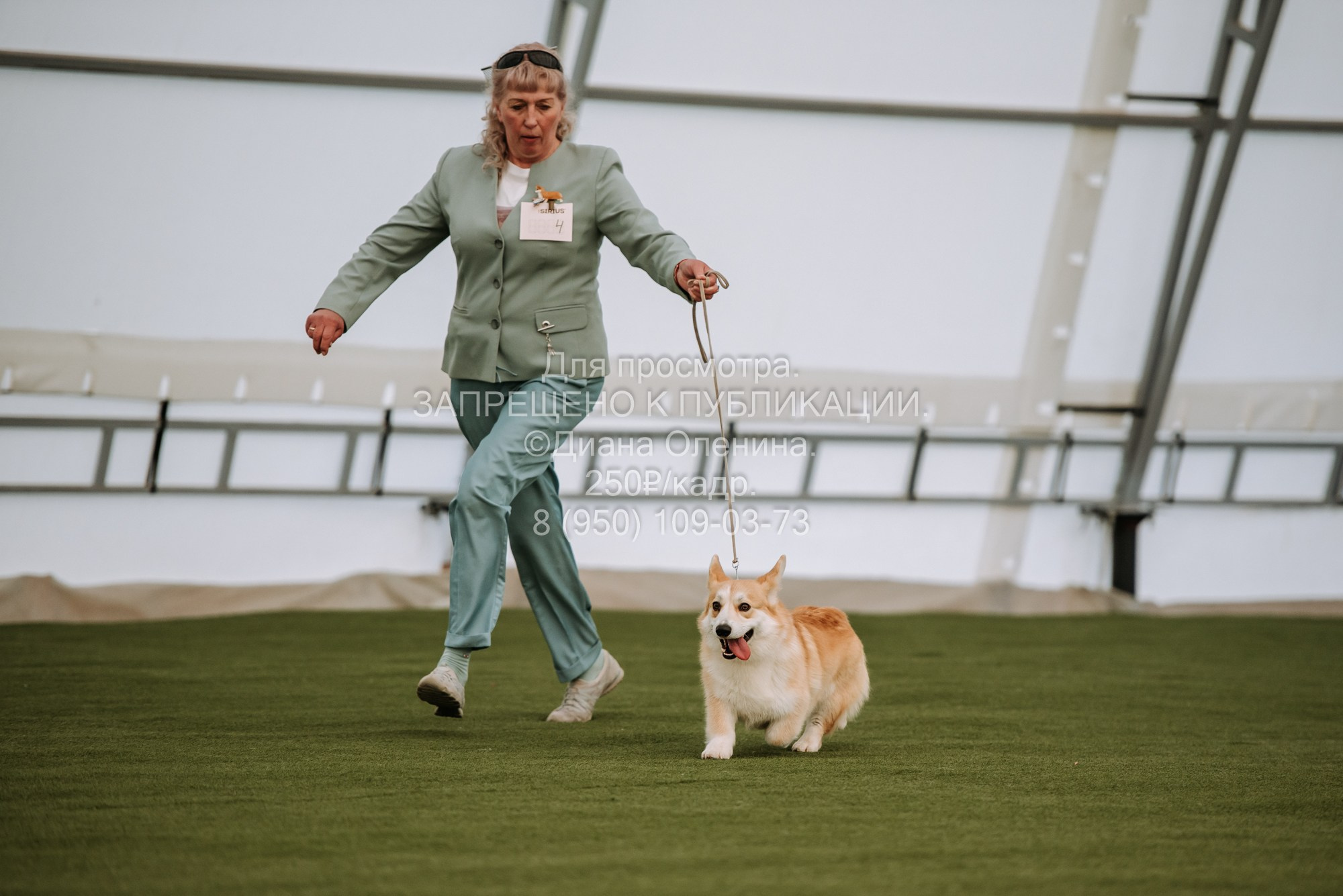 Выставка собак Красноярск 2.06. Фотограф Диана Оленина Красноярск / Братск
