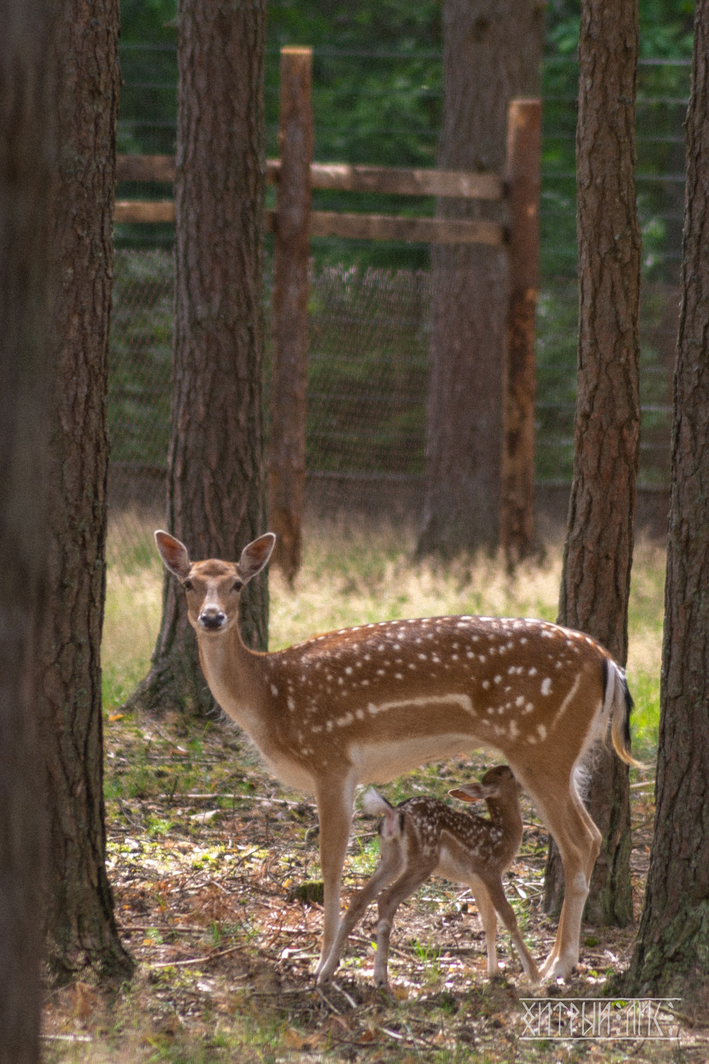 Беларусь. Фотограф-путешественник Самойлов Максим «Sly Fox»