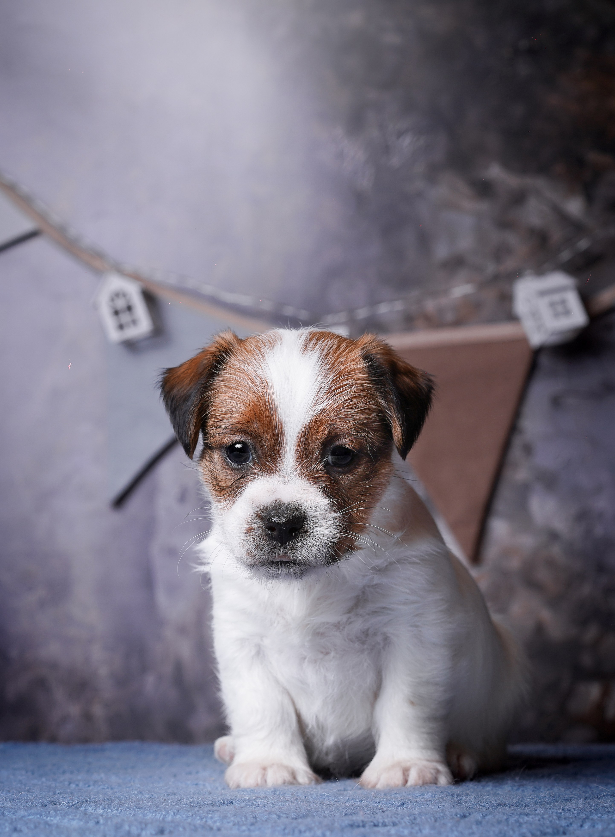 Щенули джек-рассела. Фотограф-анималист в Санкт-Петербурге Яна Мартынова