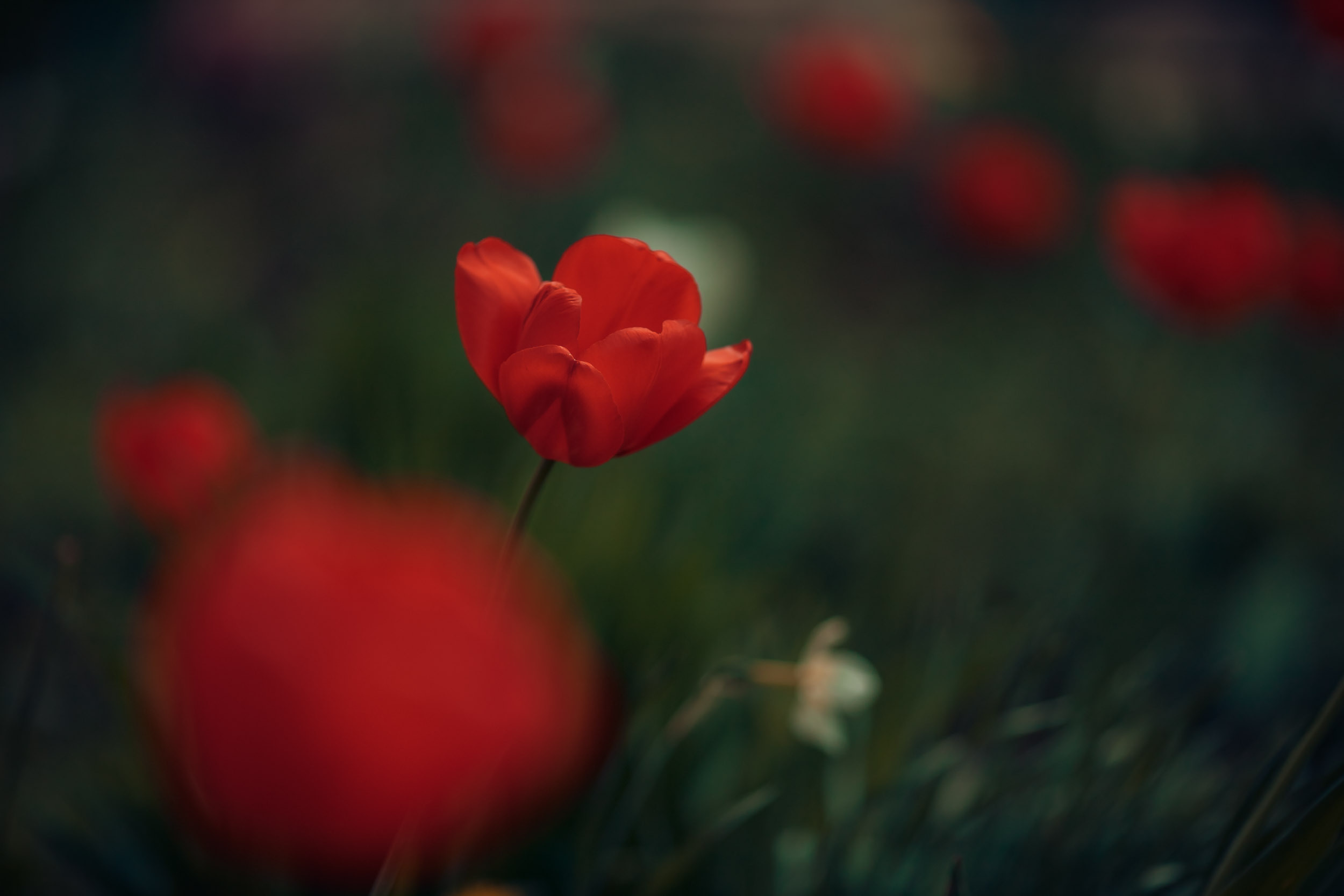 Домашняя съемка. Церковный фотограф Севастополь