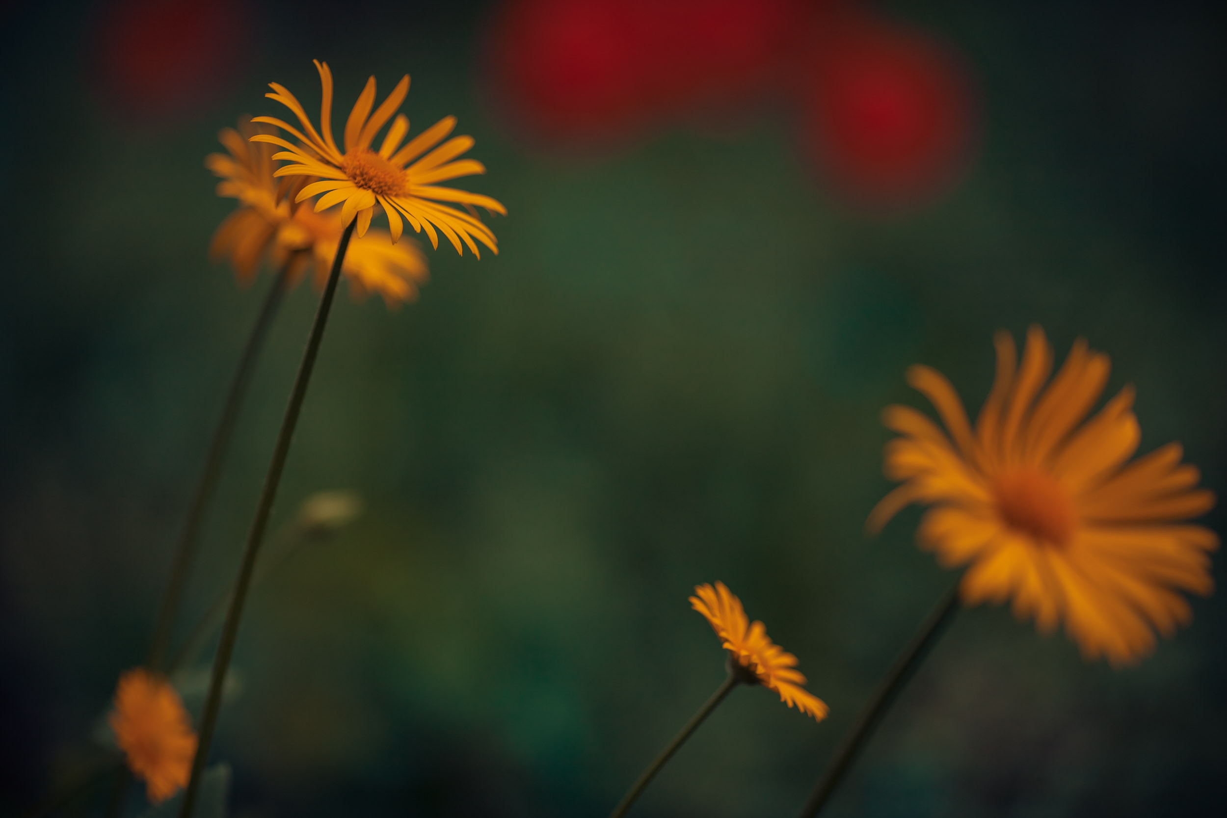 Домашняя съемка. Церковный фотограф Севастополь