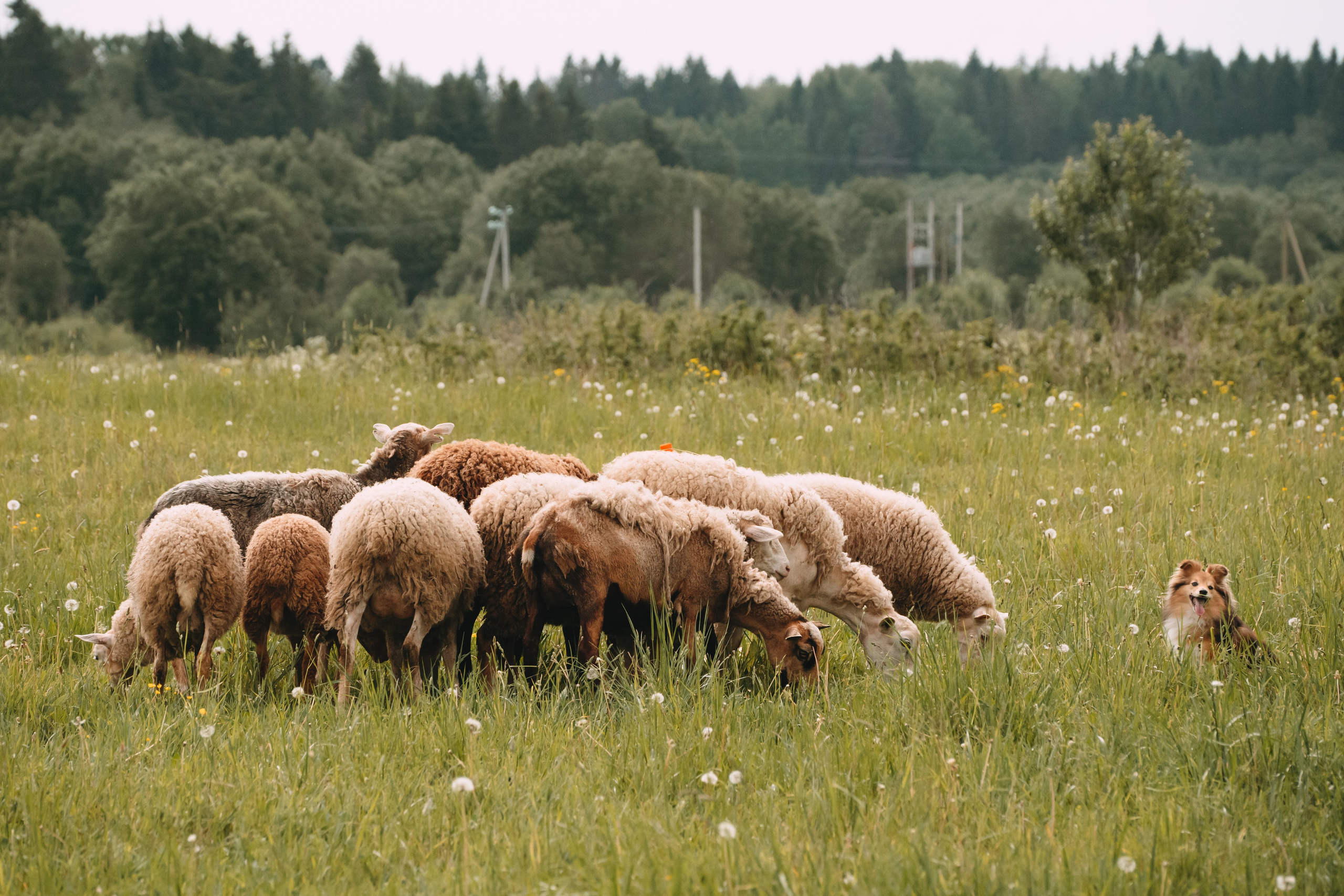 Состязания по пастушьей службе 1-2.06.24, Заостровье. Фотограф-анималист Анастасия Большакова