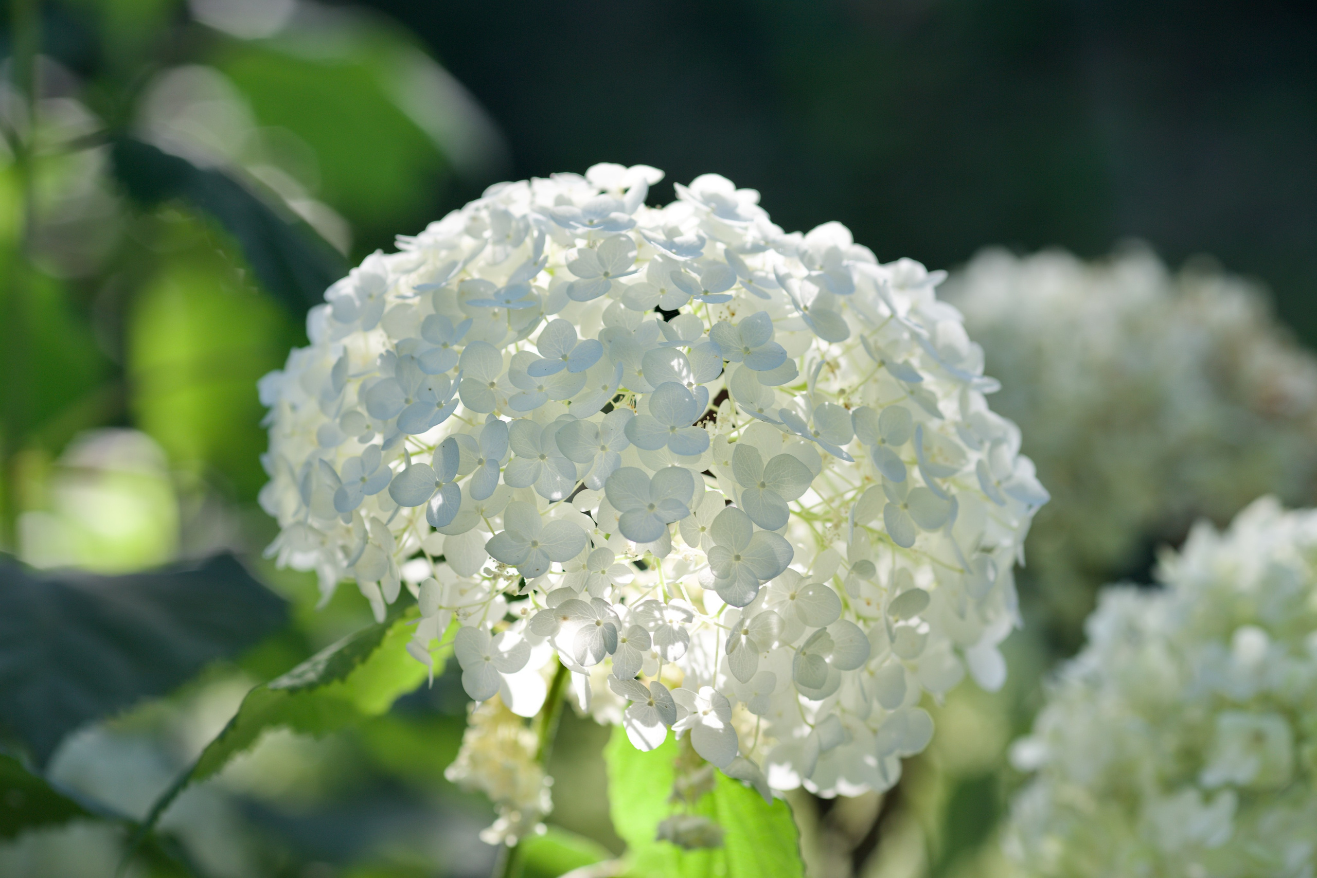 Чудесная природа. Школьные выпускные альбомы в Москве Марина Николаева