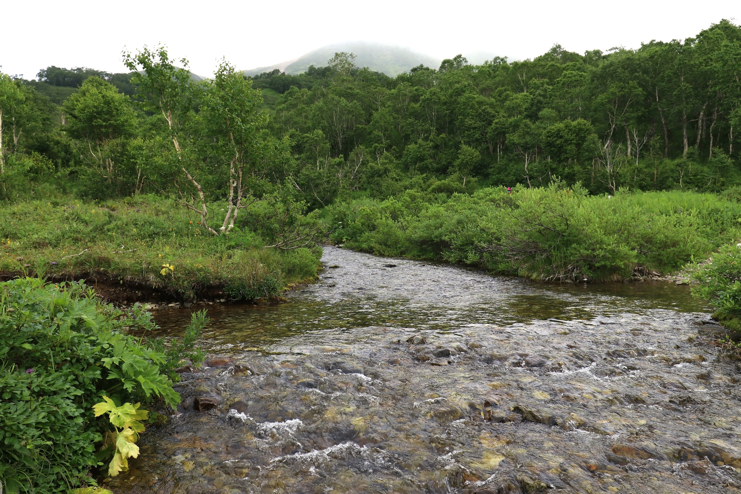 Камчатка и о. Парамушир. Июль 2024. Путешественник-фотограф из Санкт-Петербурга Татьяна Свистулина