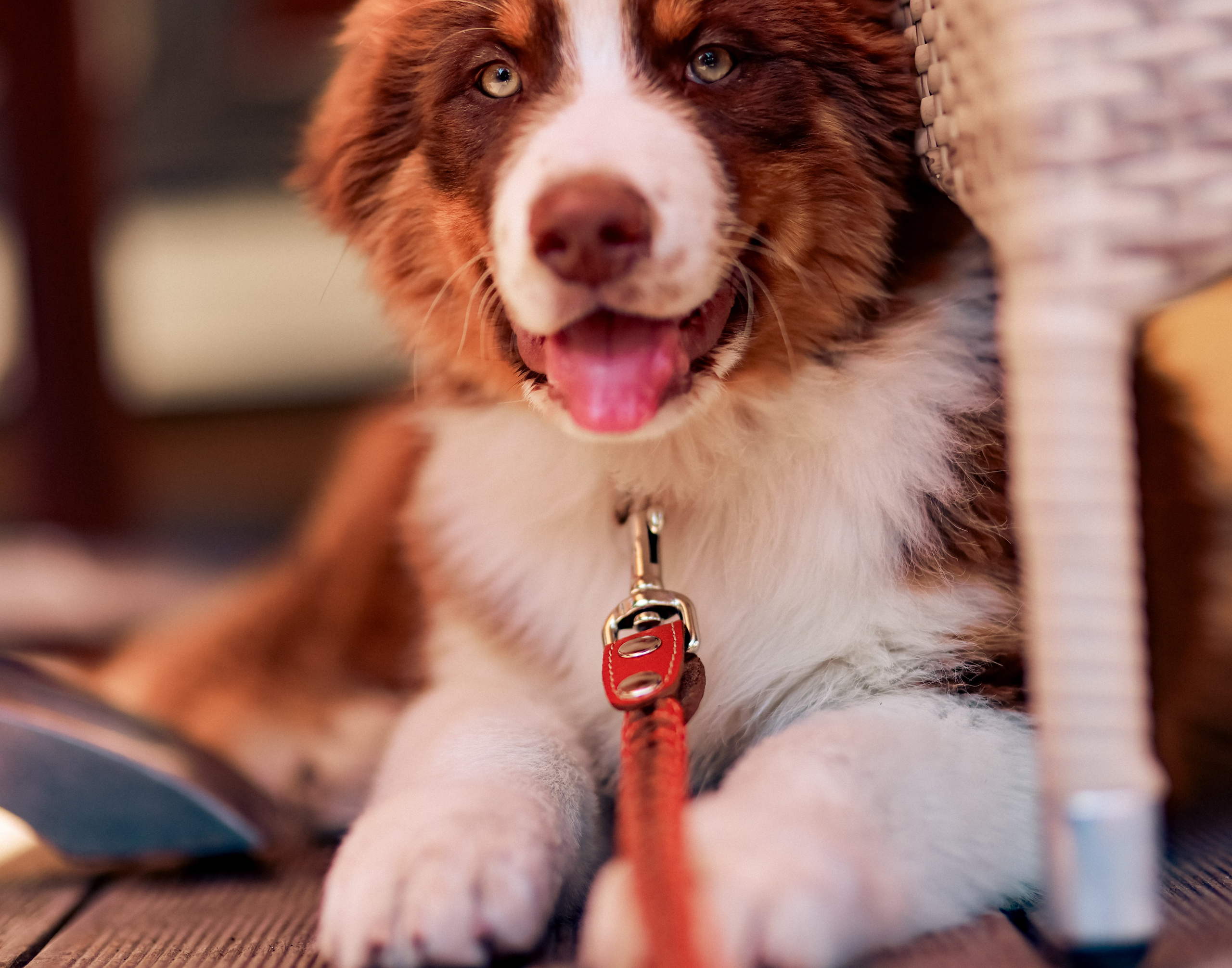 Аусси 1. Фотограф репортажей и стритфотосессий в Москве Людмила Смирнова