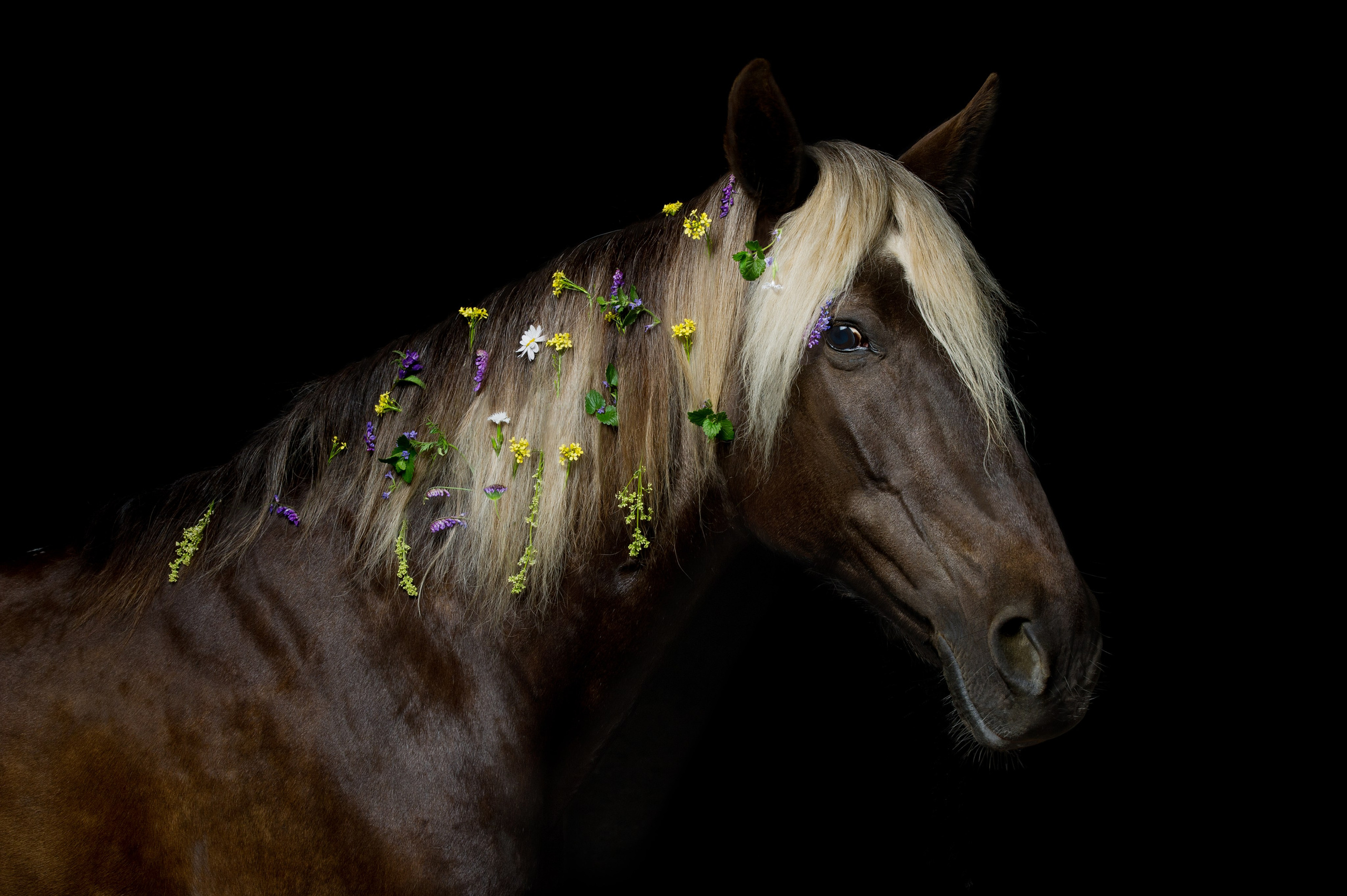 Лошади в студии. Лана Петрова, фотограф