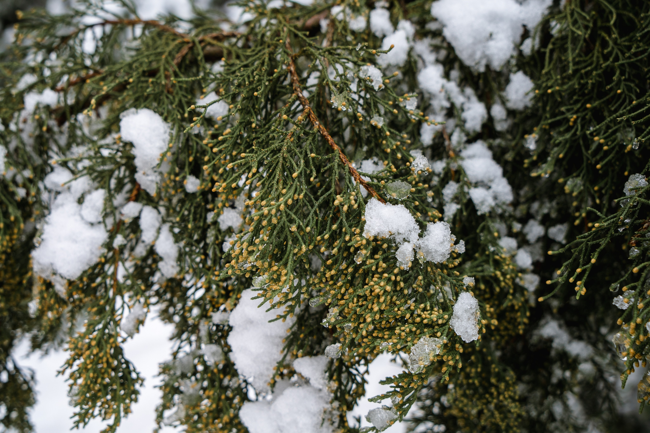 Зима 2024. Свадебный и семейный фотограф/видеограф в Краснодаре Наталья Осинская