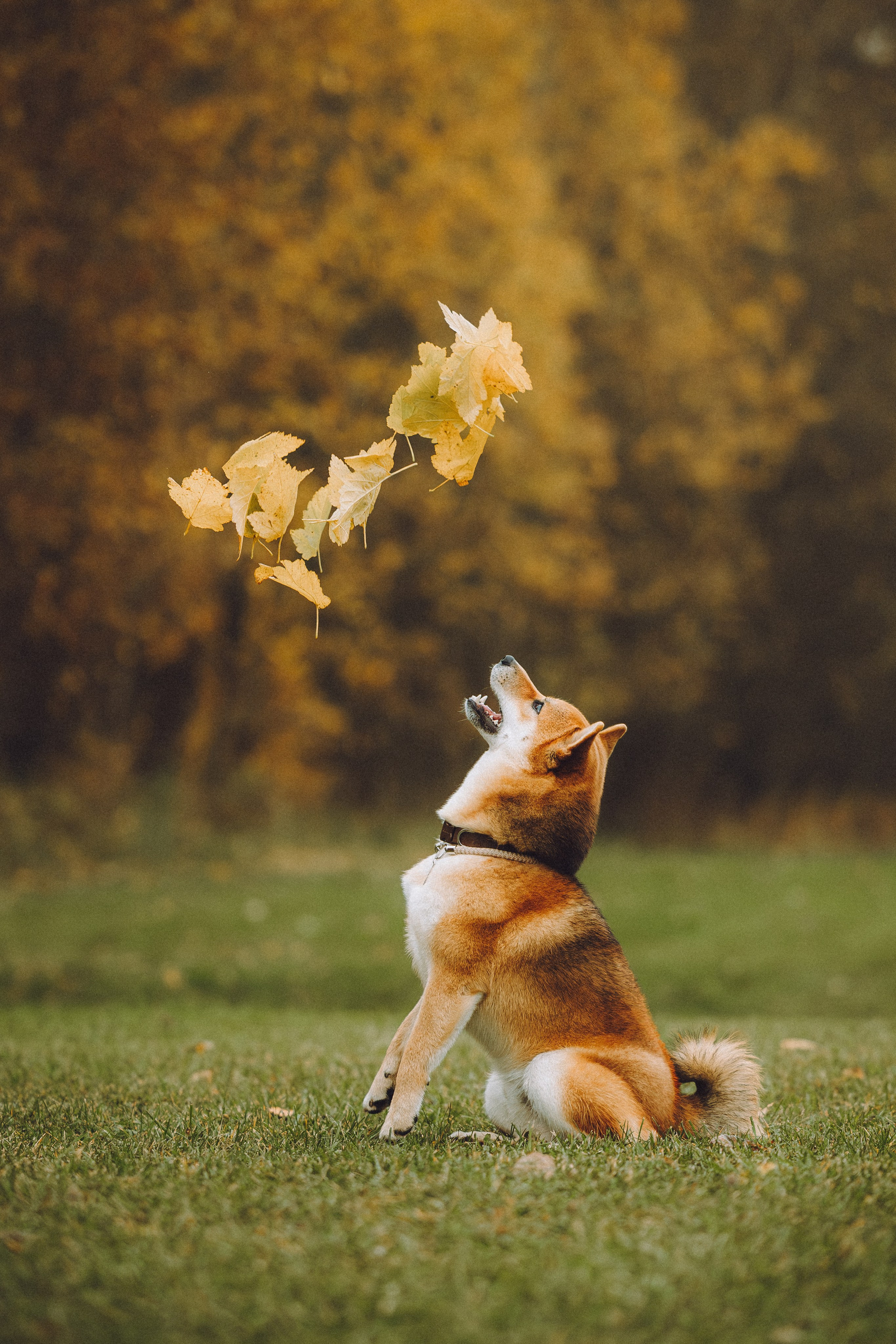 Настя, Юра и Скай