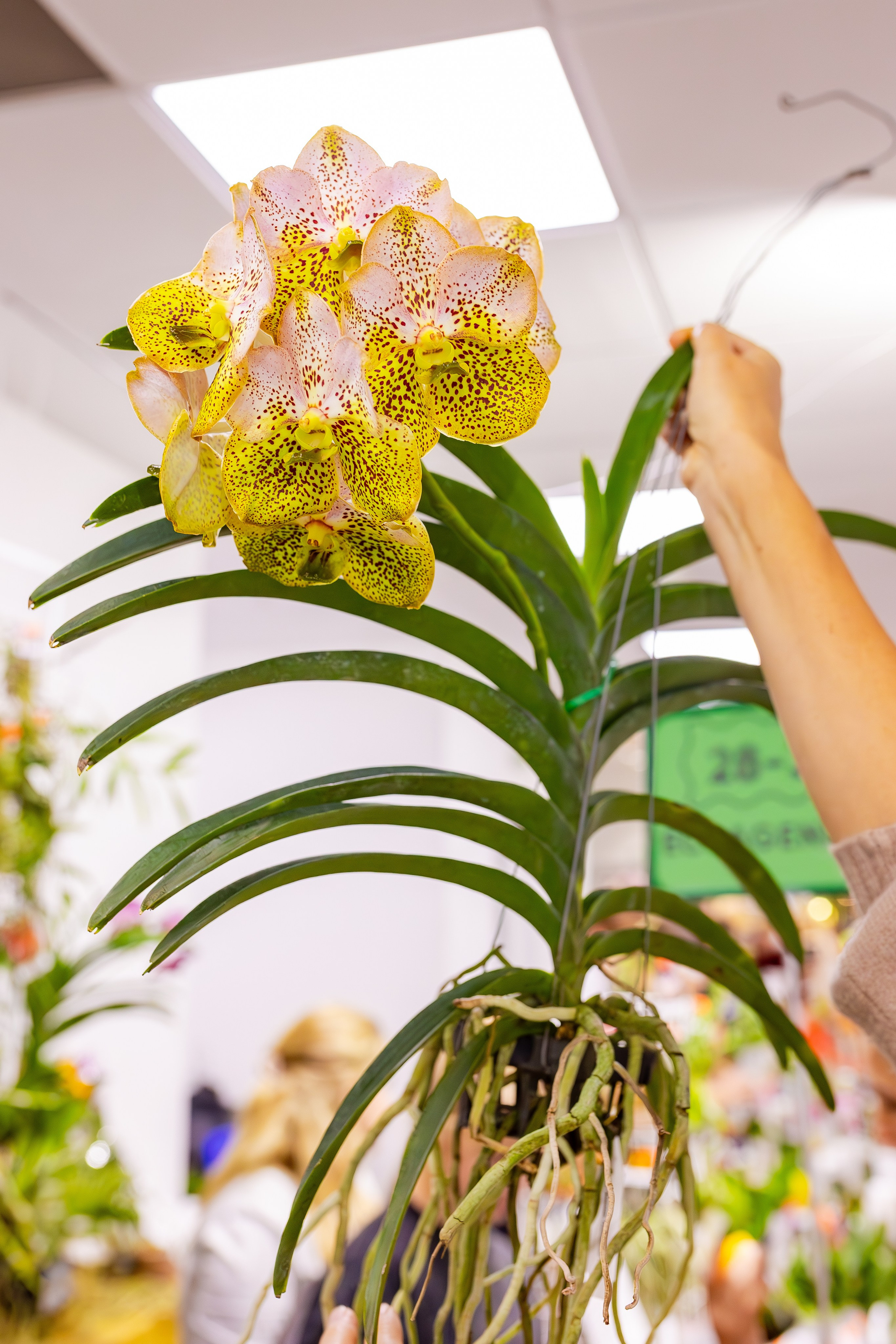 Орхидиум сентябрь 2025. Александра Куликова фотограф, Москва