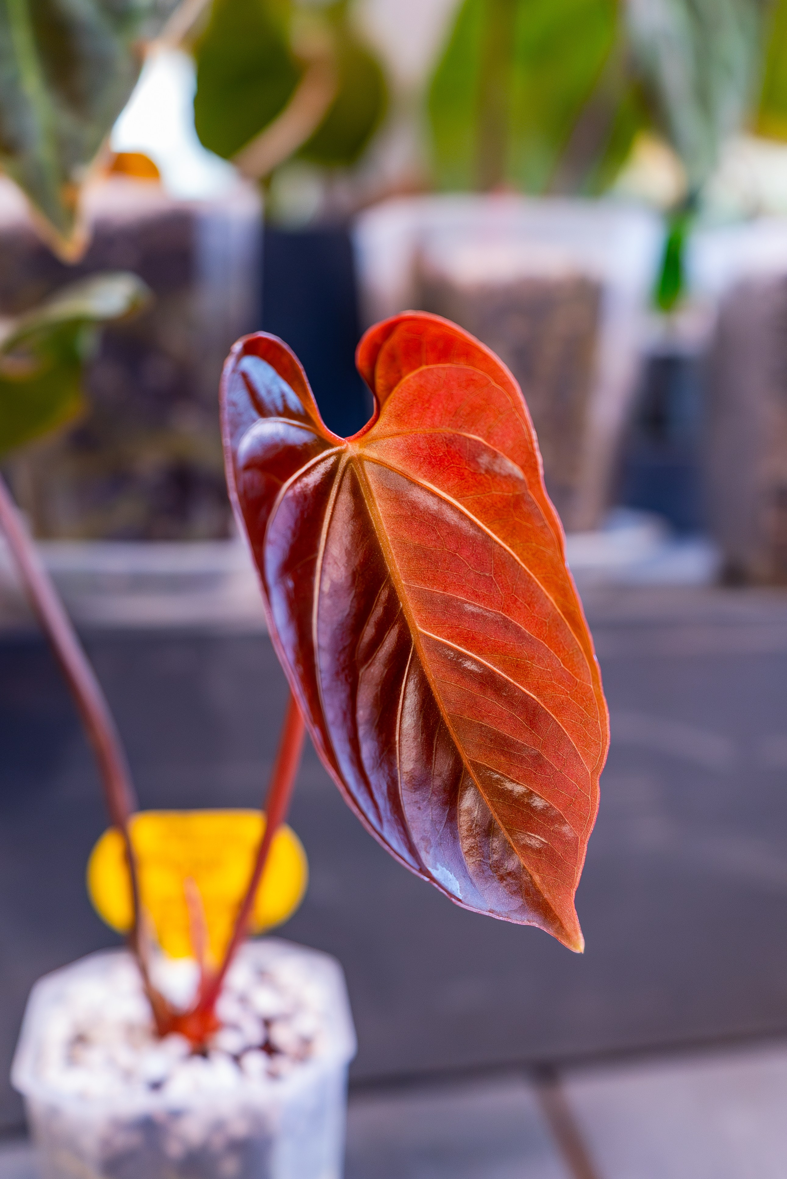 Make more plants. Александра Куликова фотограф, Москва