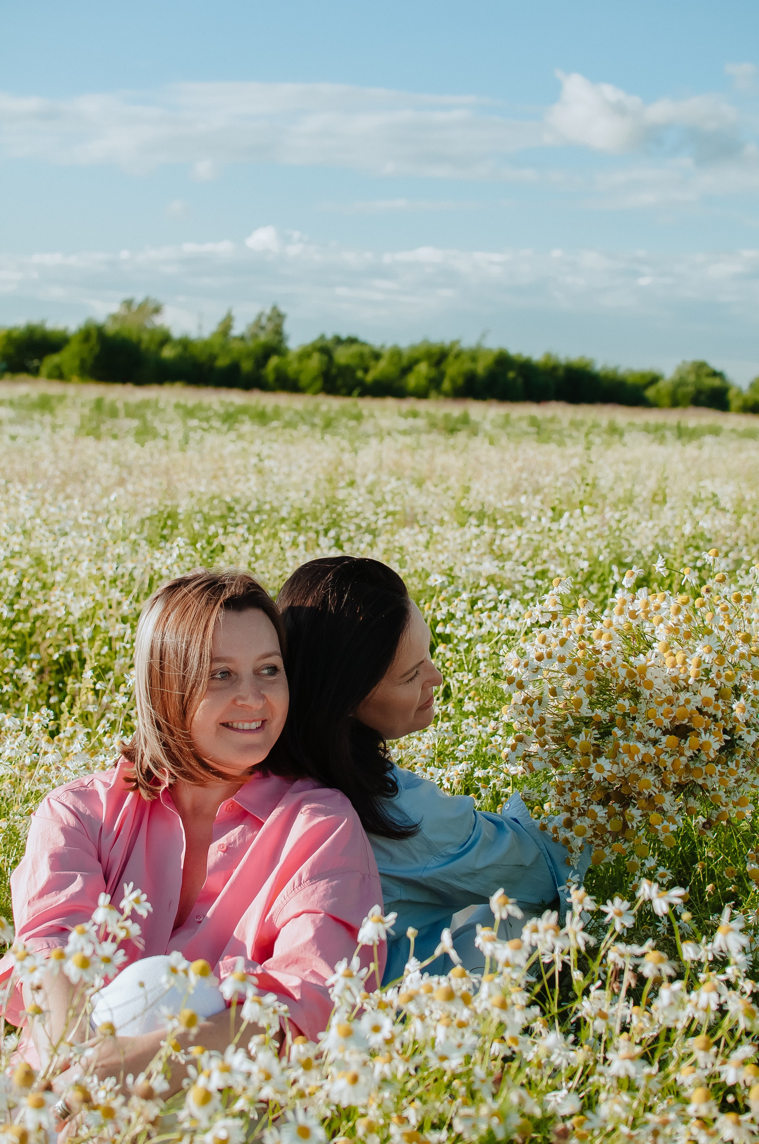 Привет ромашки